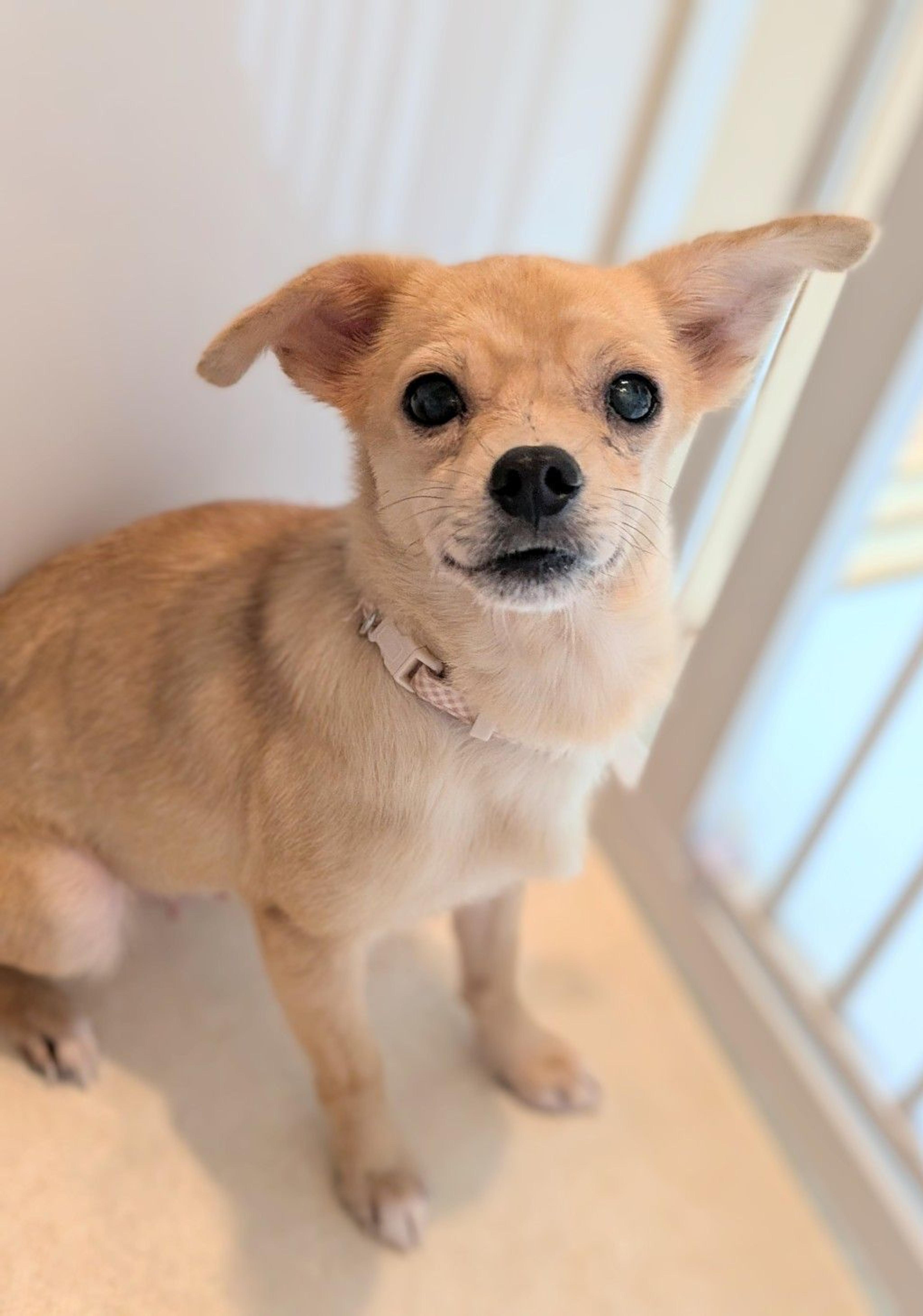 pet-image-3