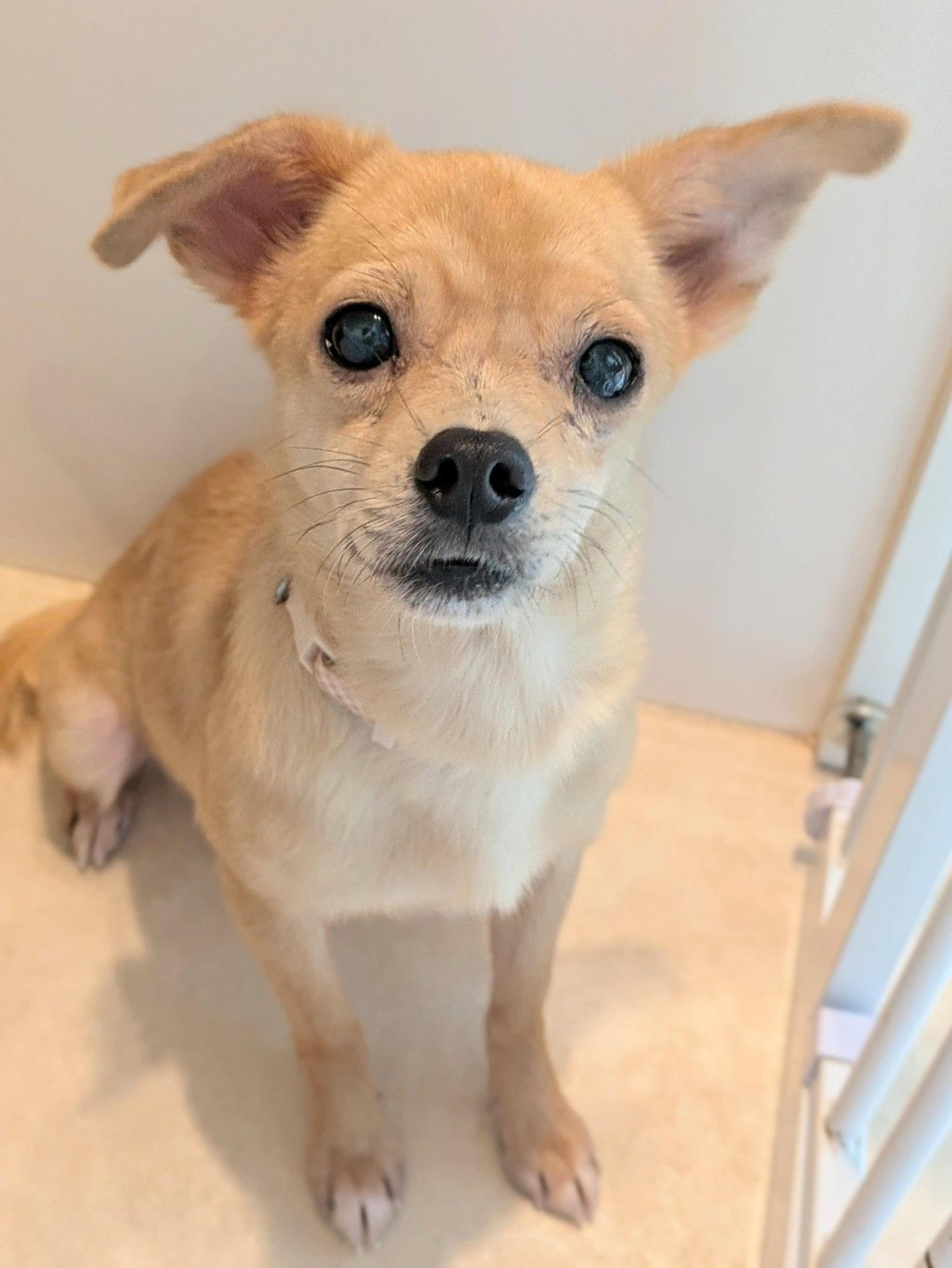 pet-image-2