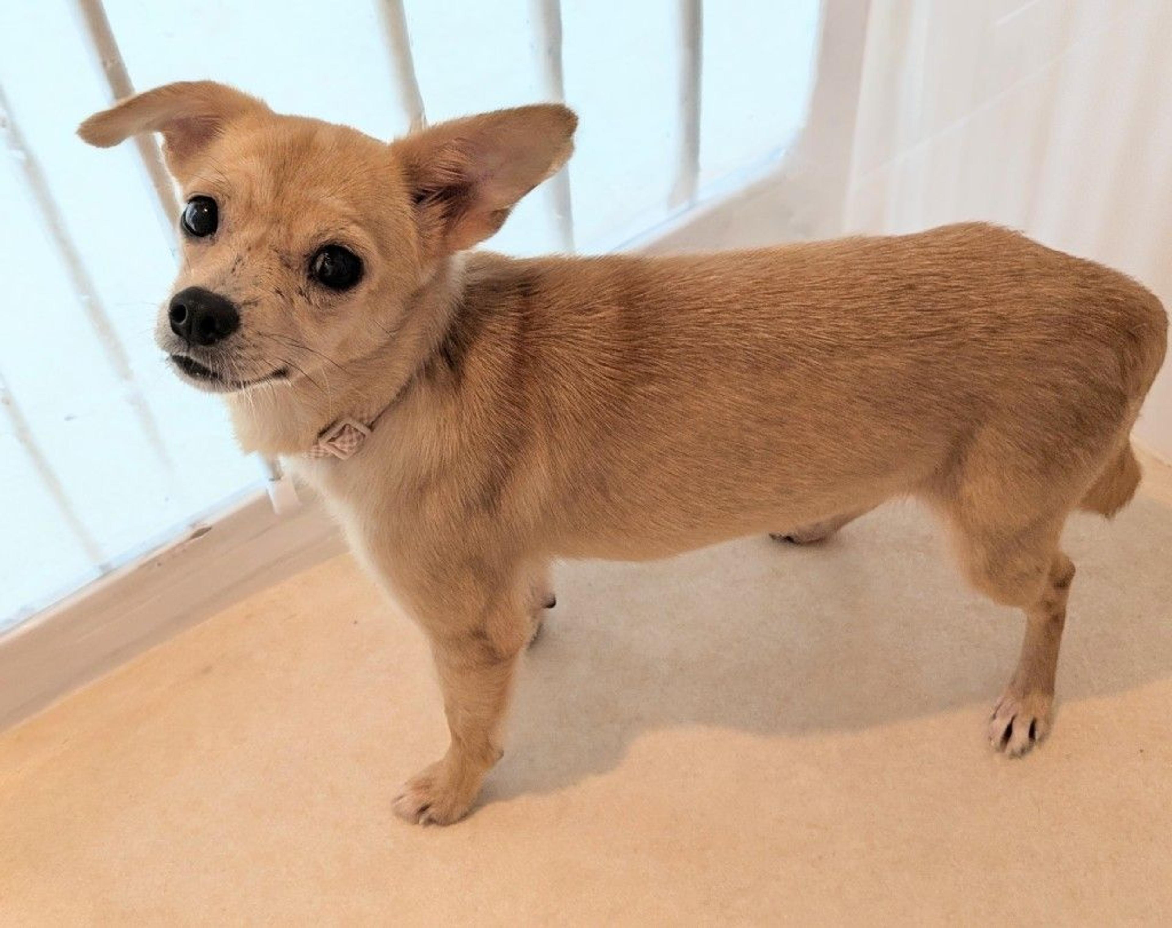 pet-image-4