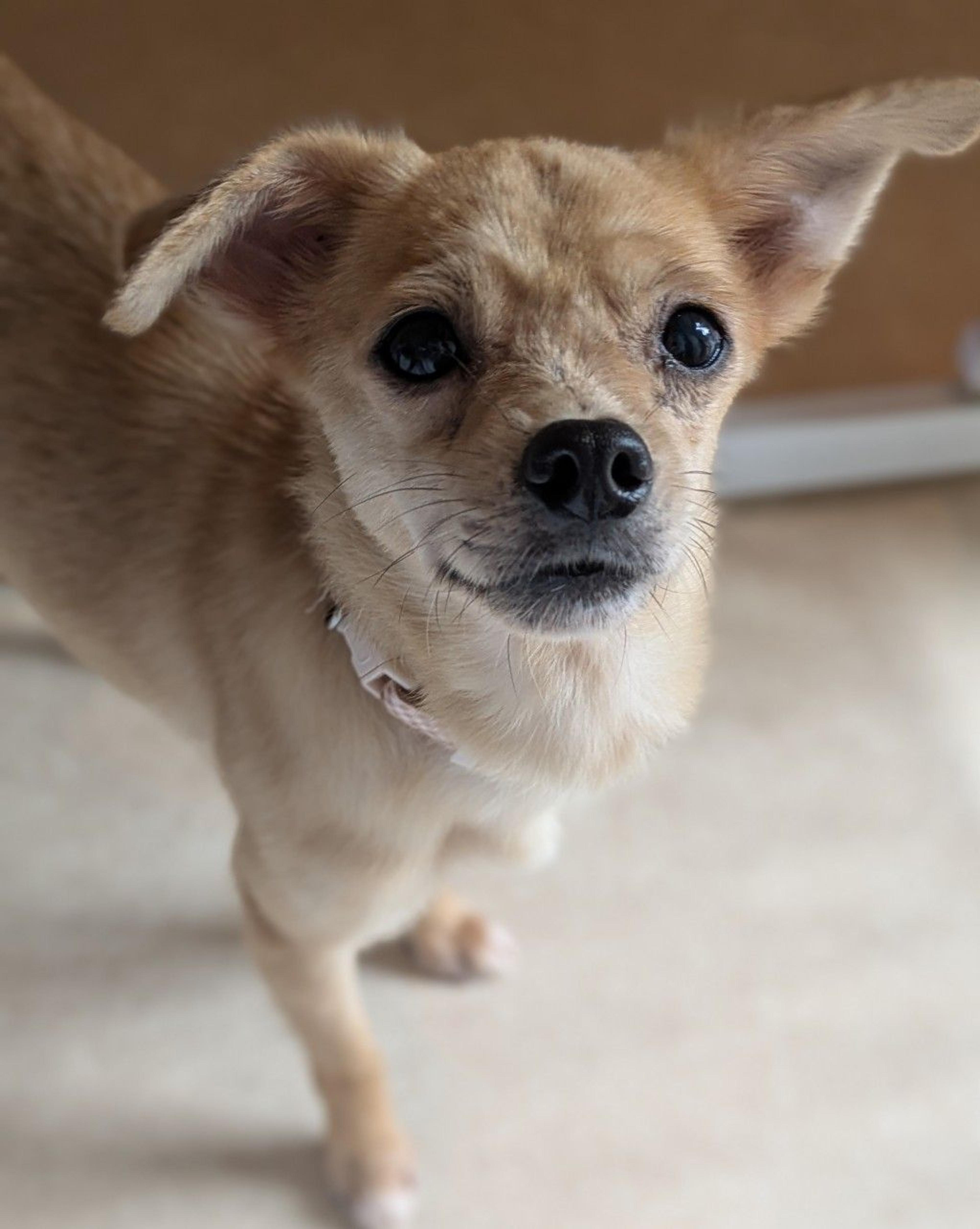 pet-image-5