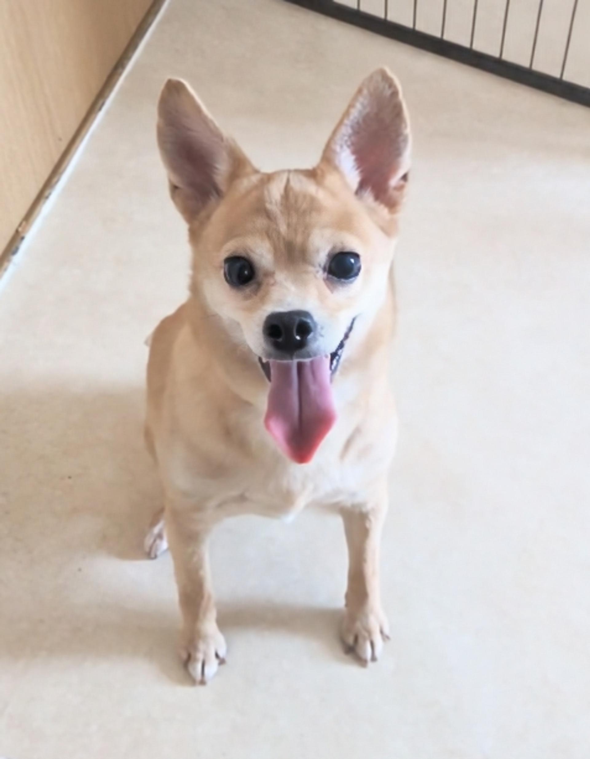 pet-image-2