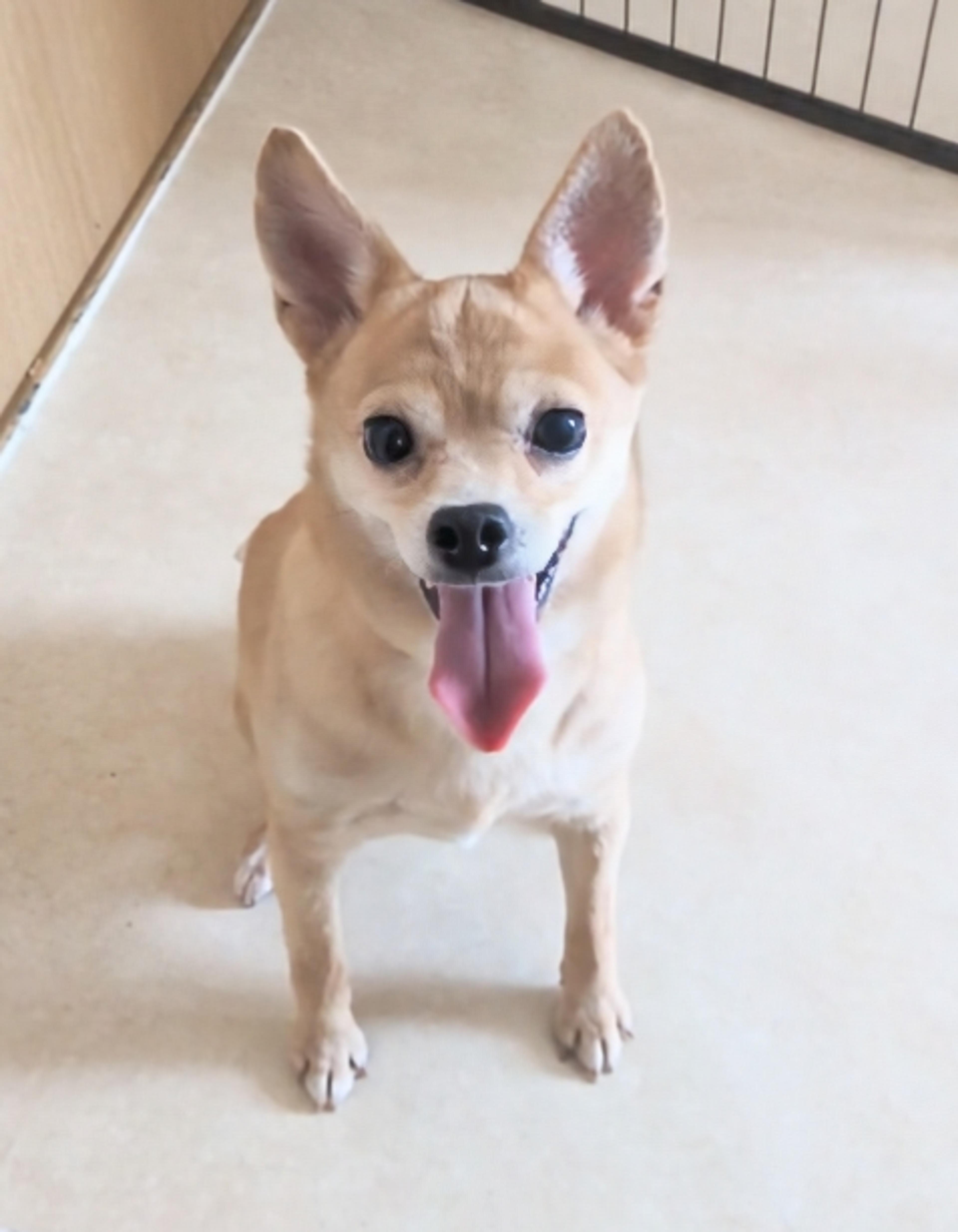 pet-image-2