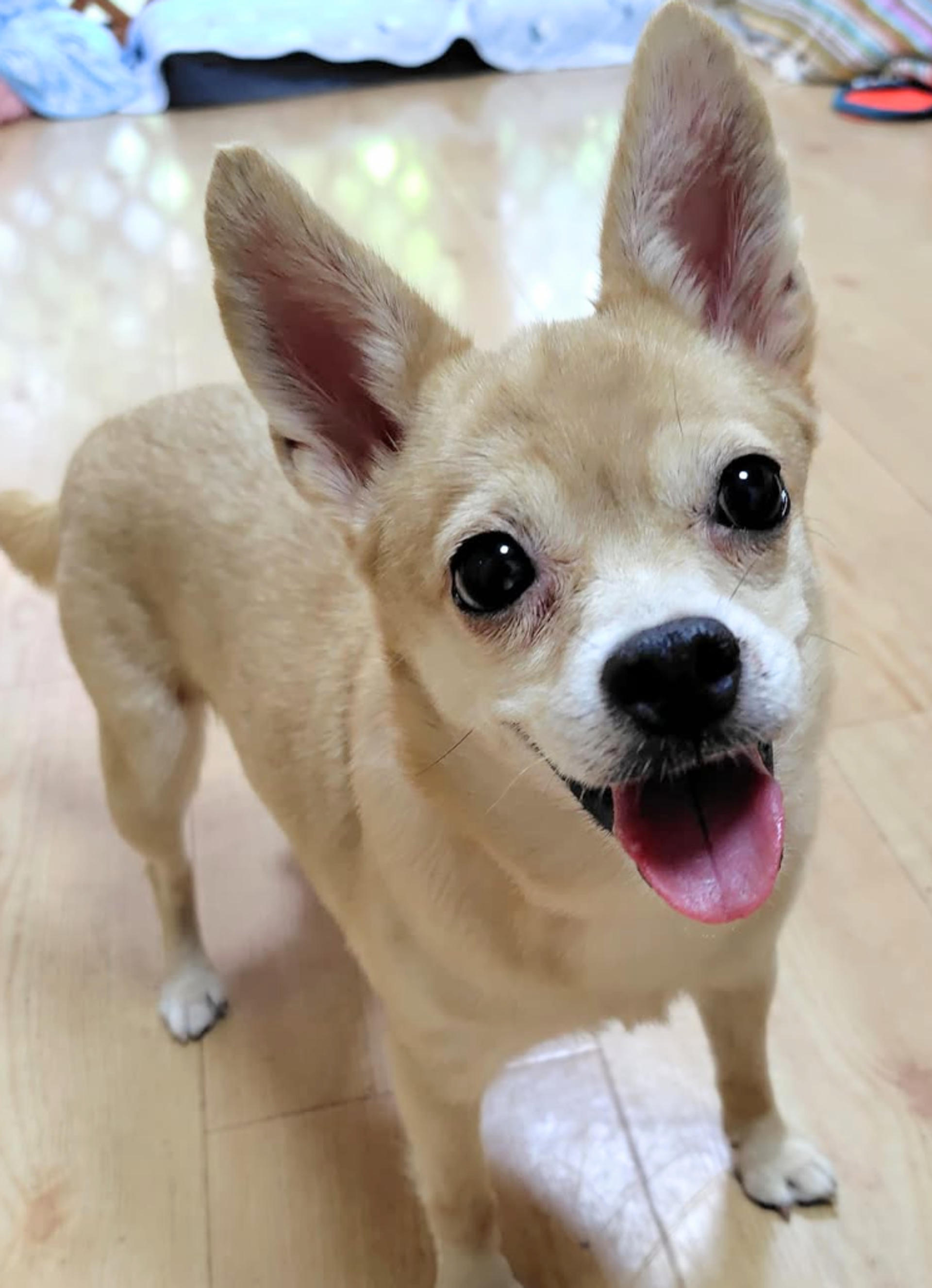 pet-image-3