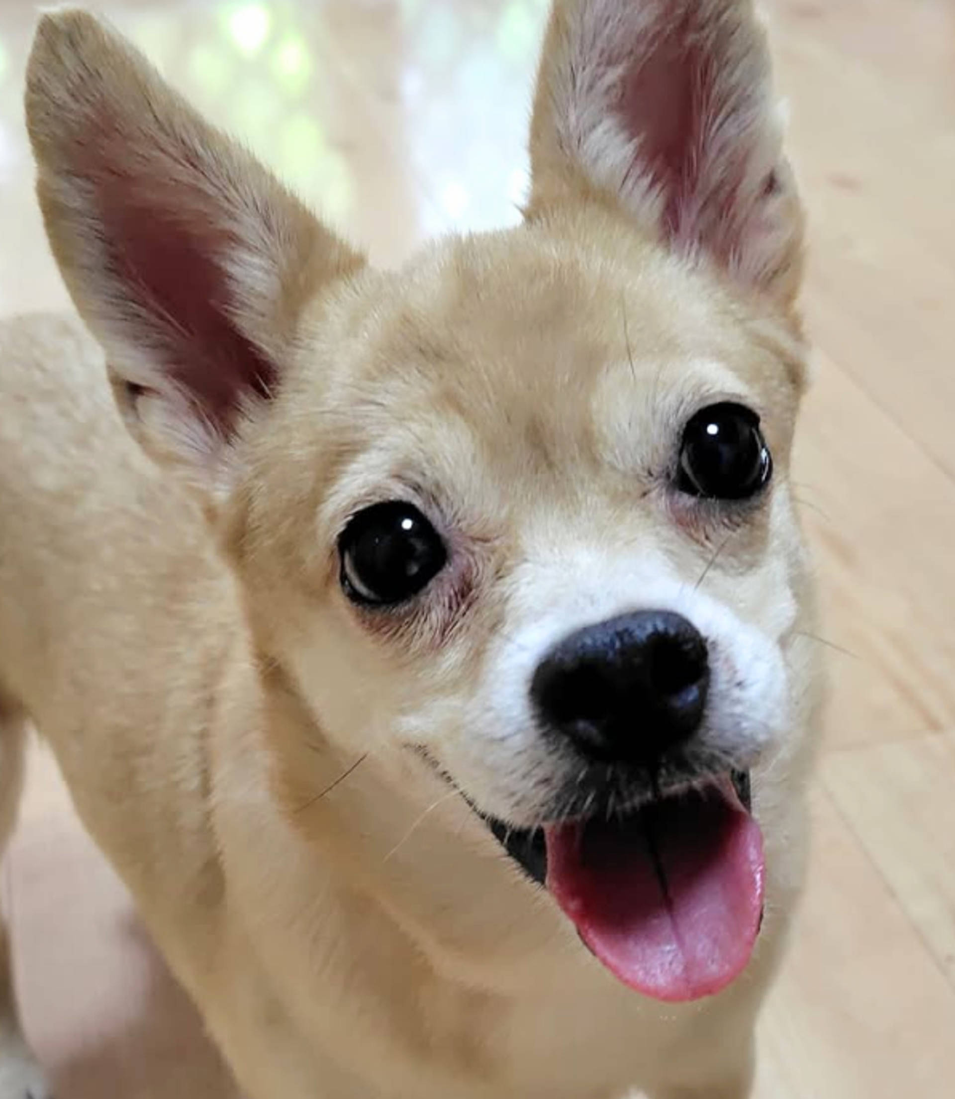 雑種（ミックス犬）・メスの里親募集の写真