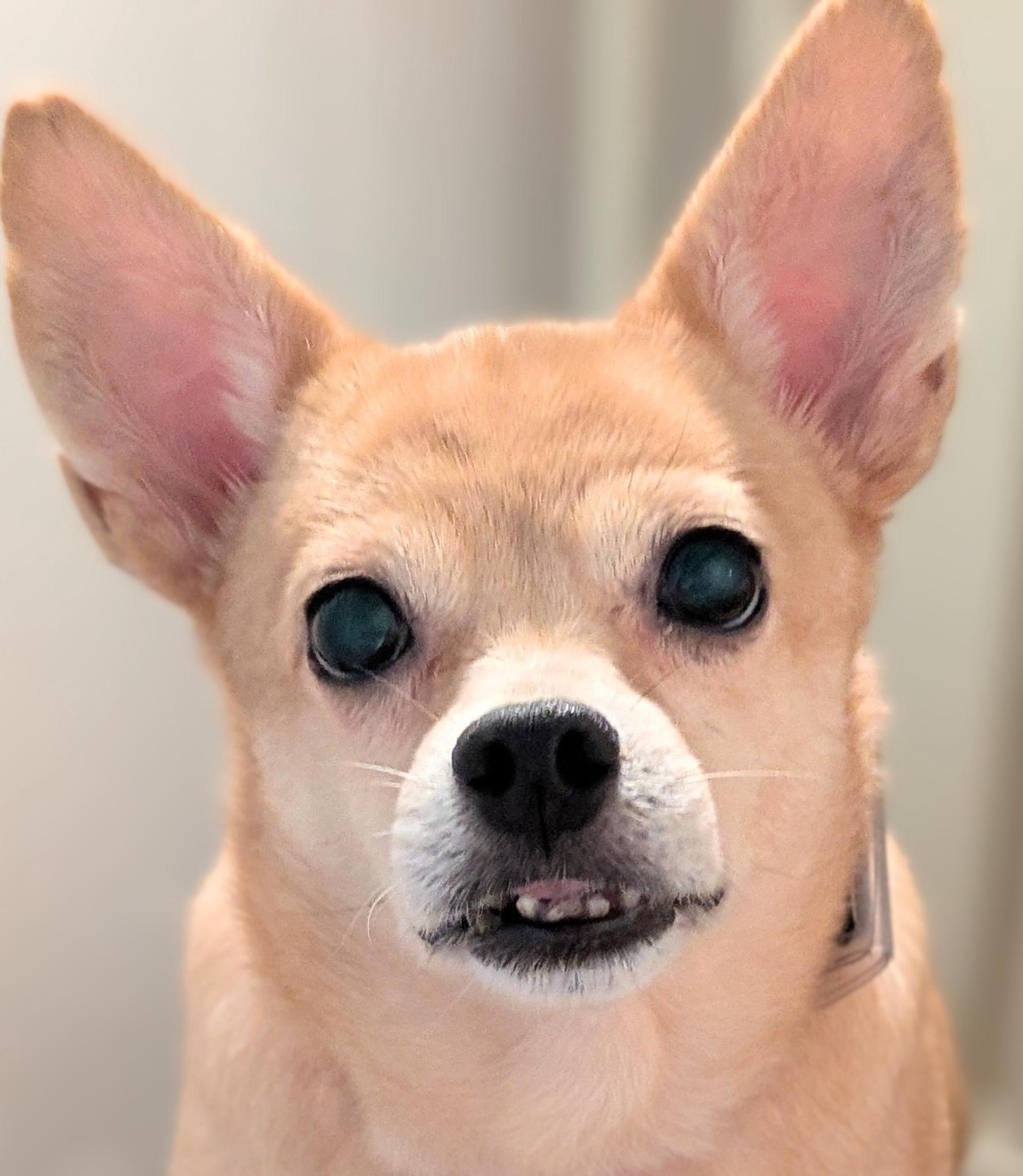 pet-image-4