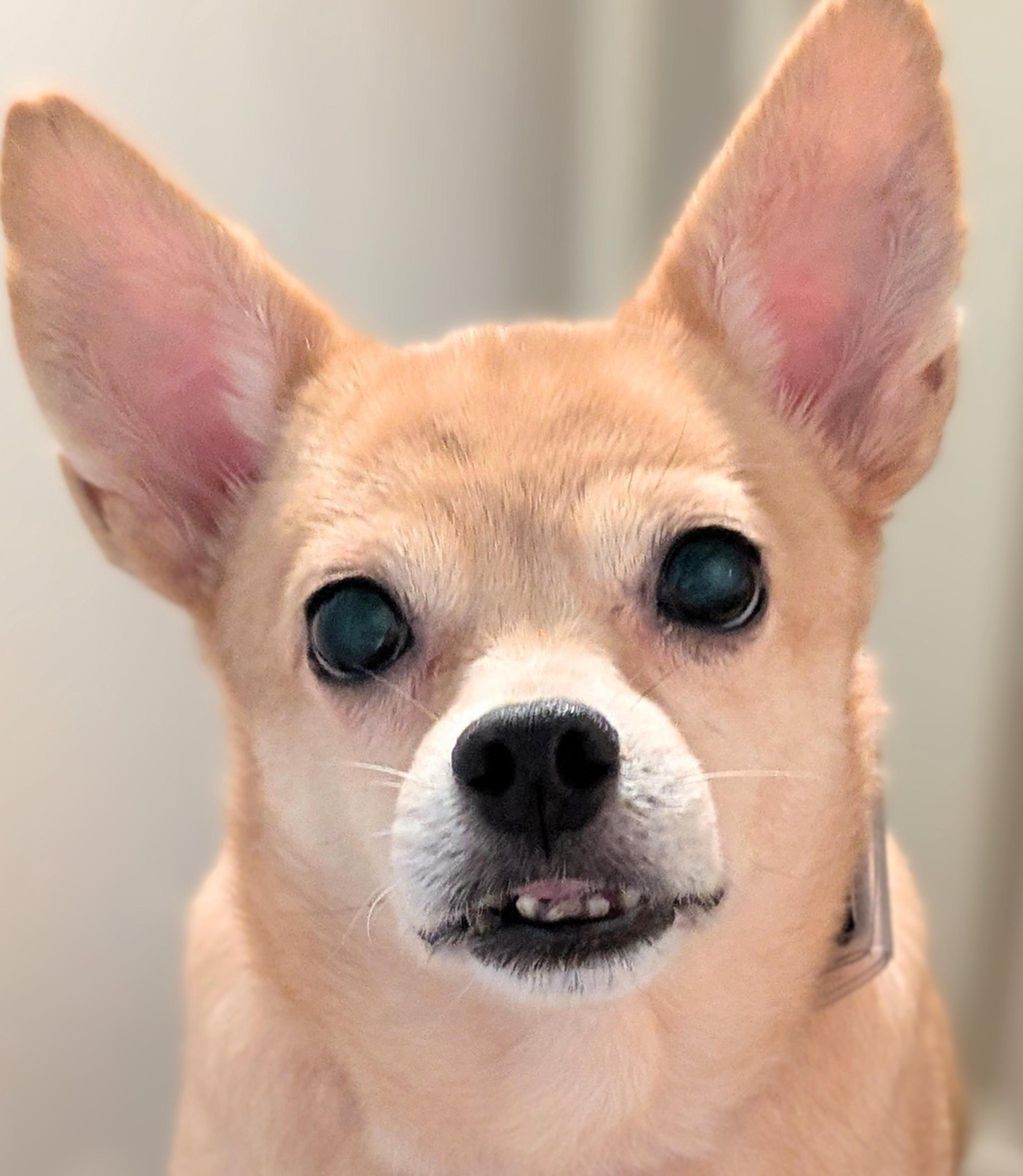 pet-image-4