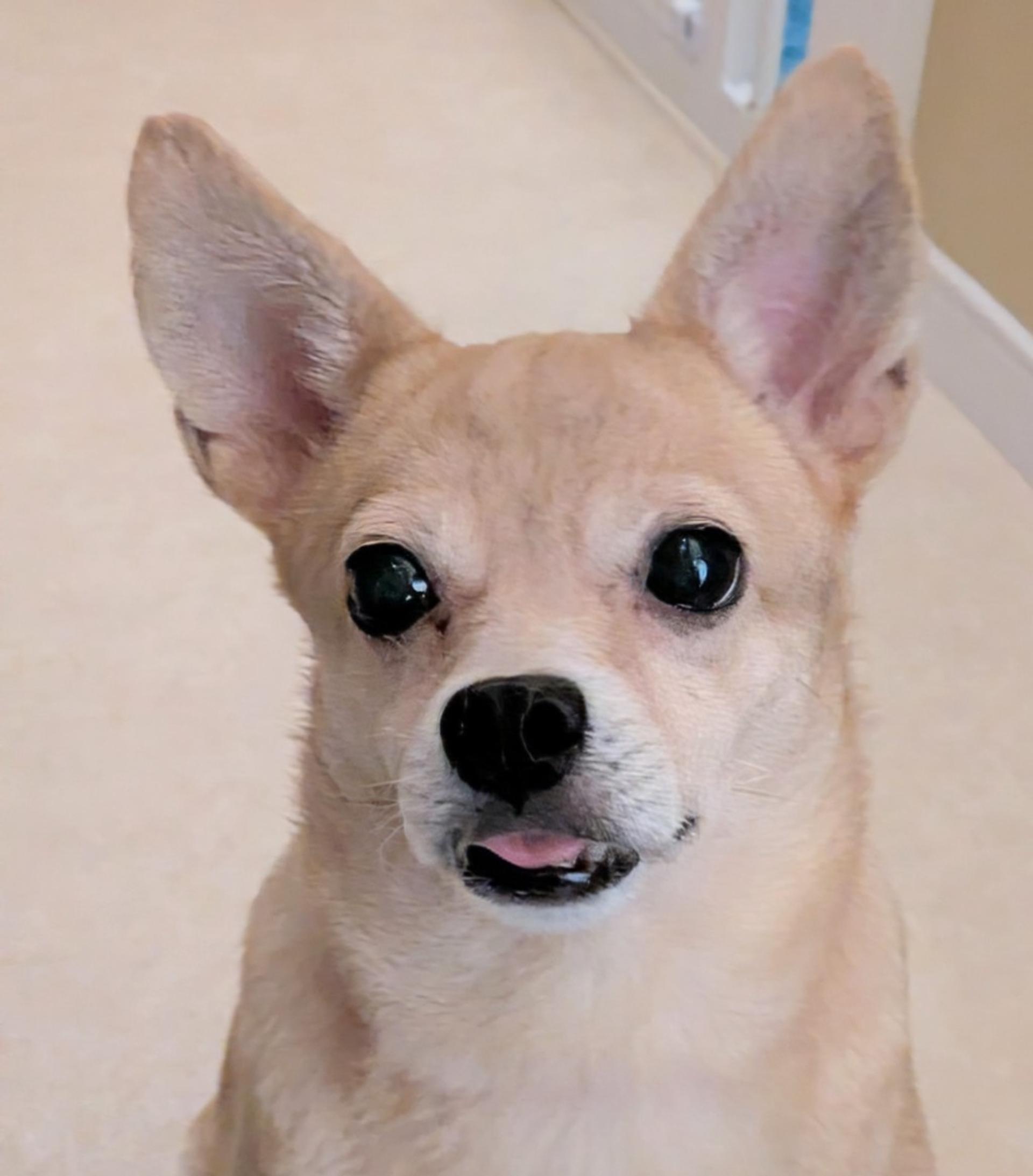 pet-image-5