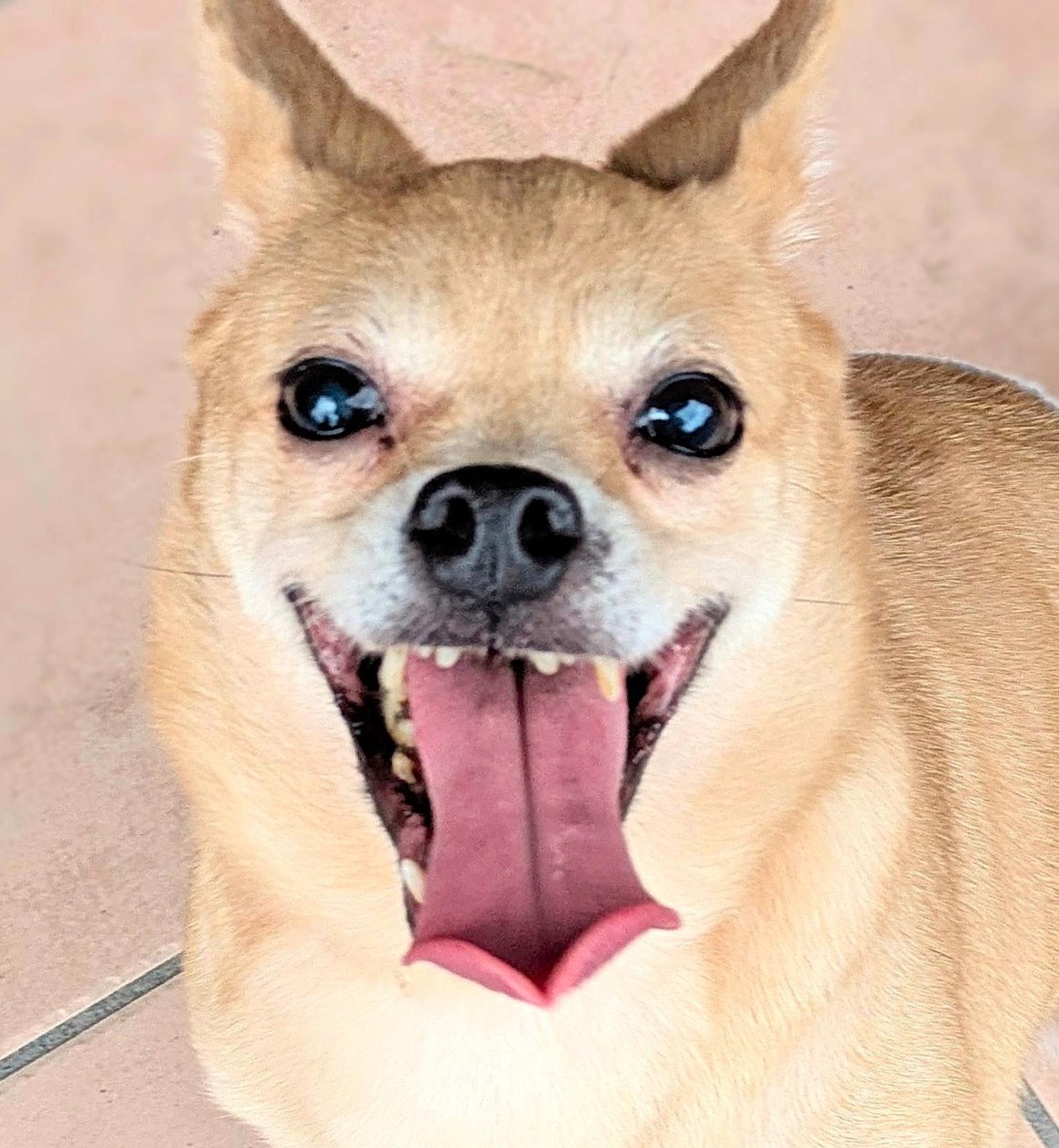 pet-image-7