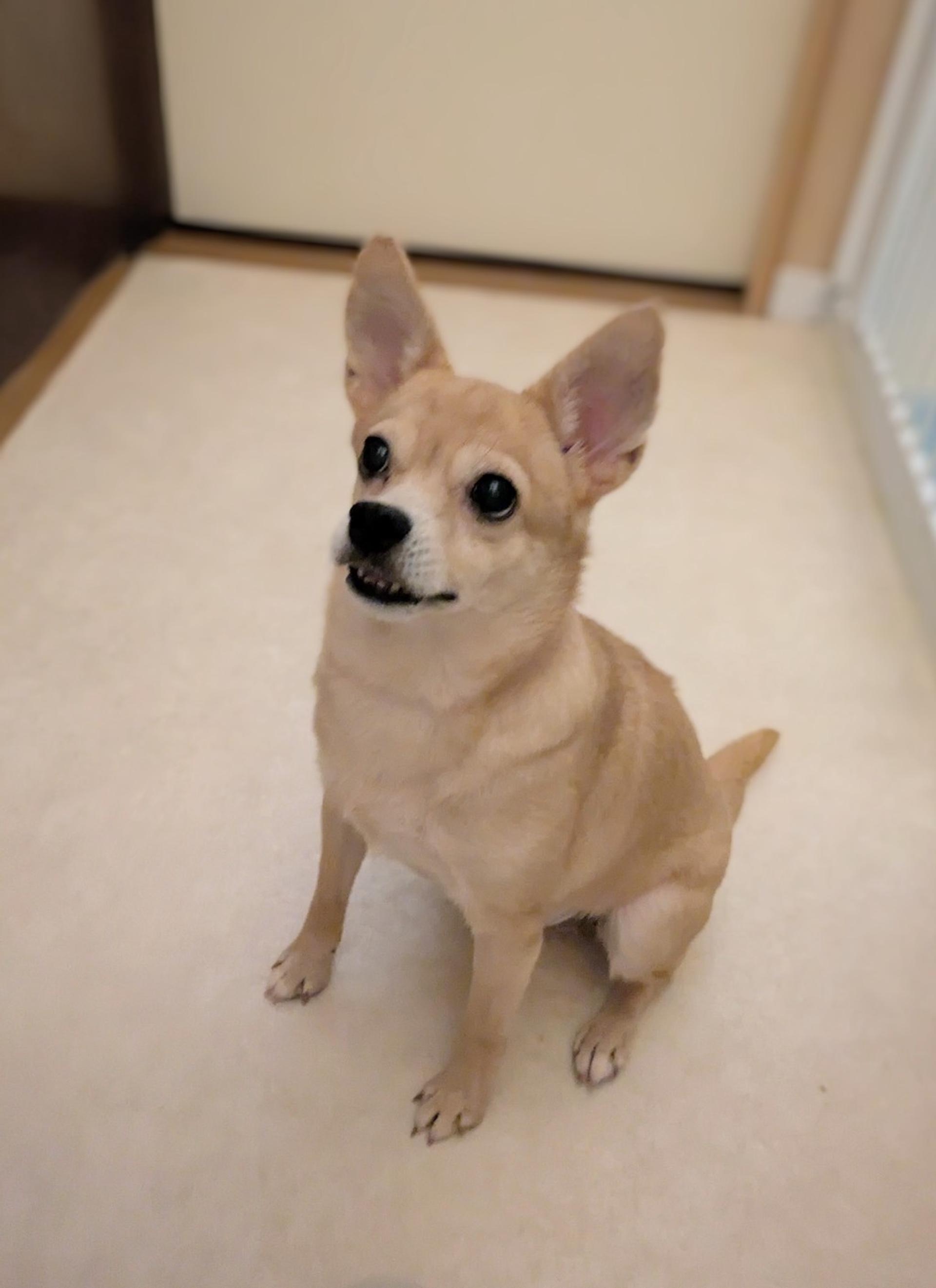 pet-image-6