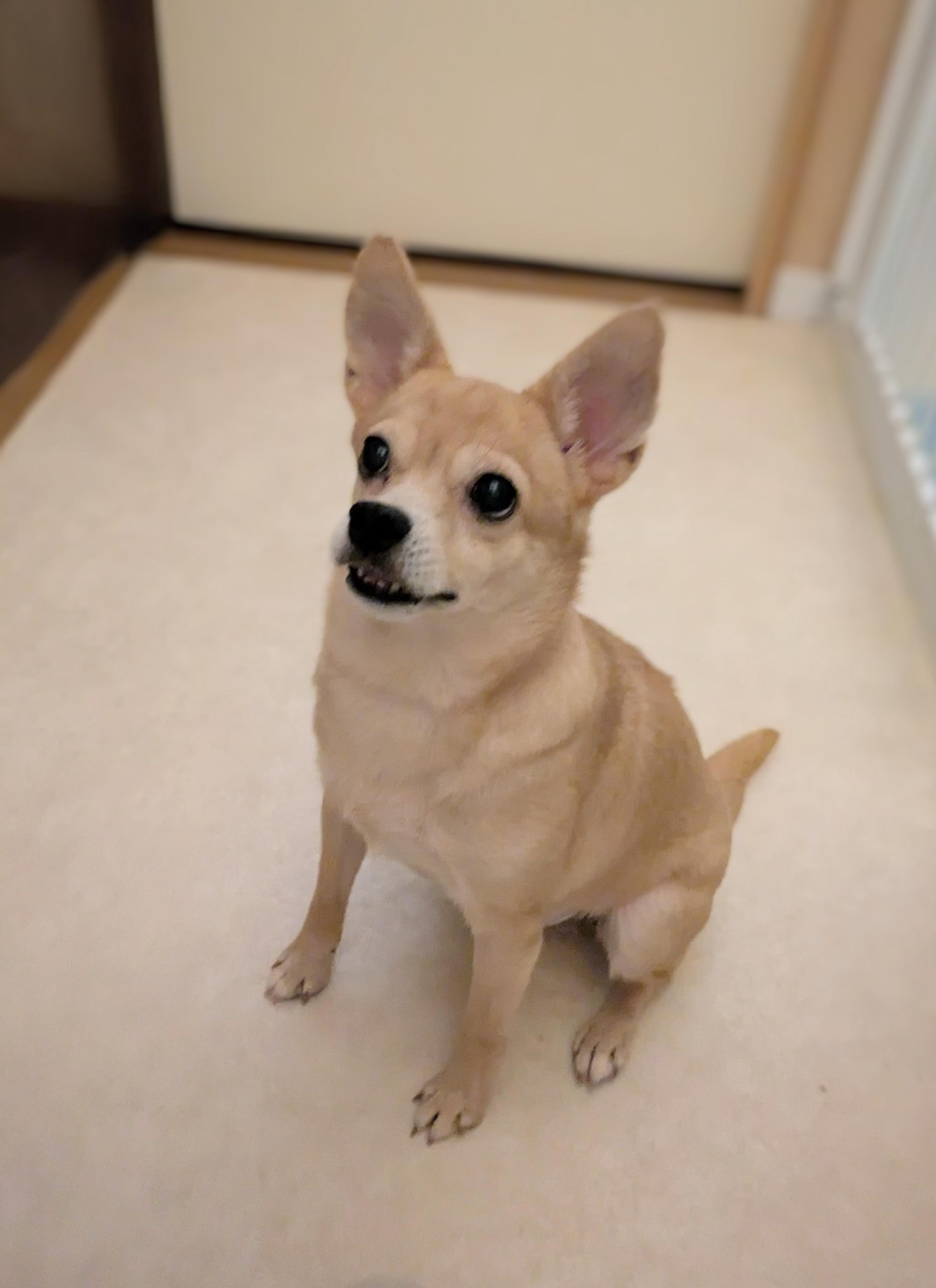 pet-image-6