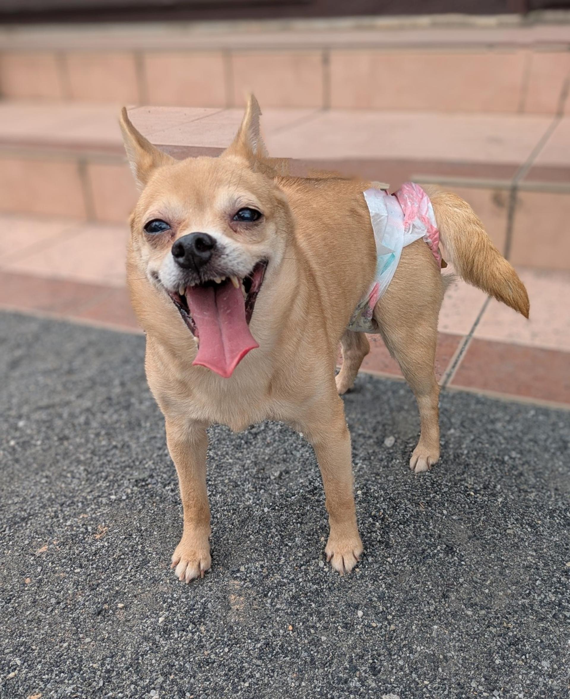 pet-image-8