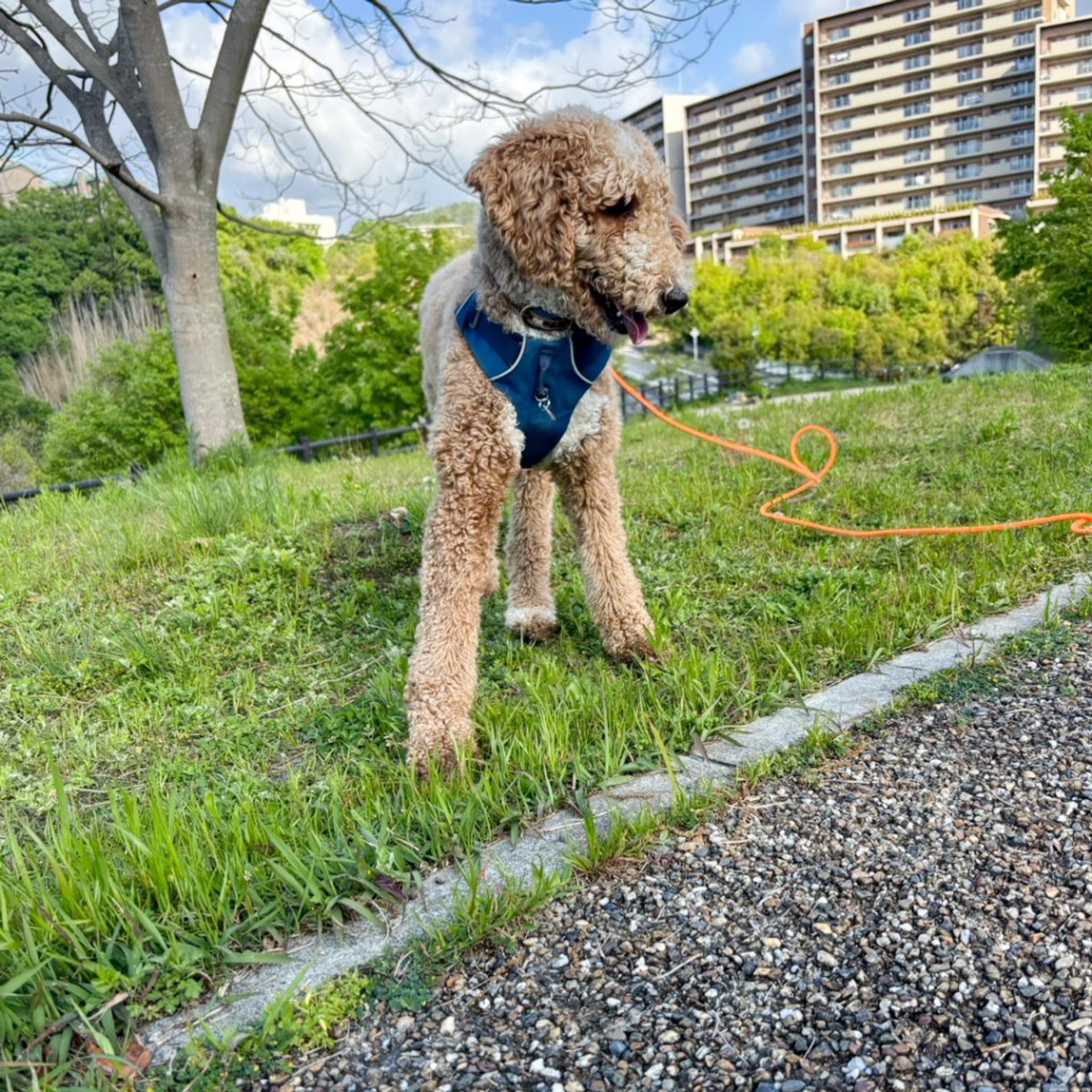 pet-image-4