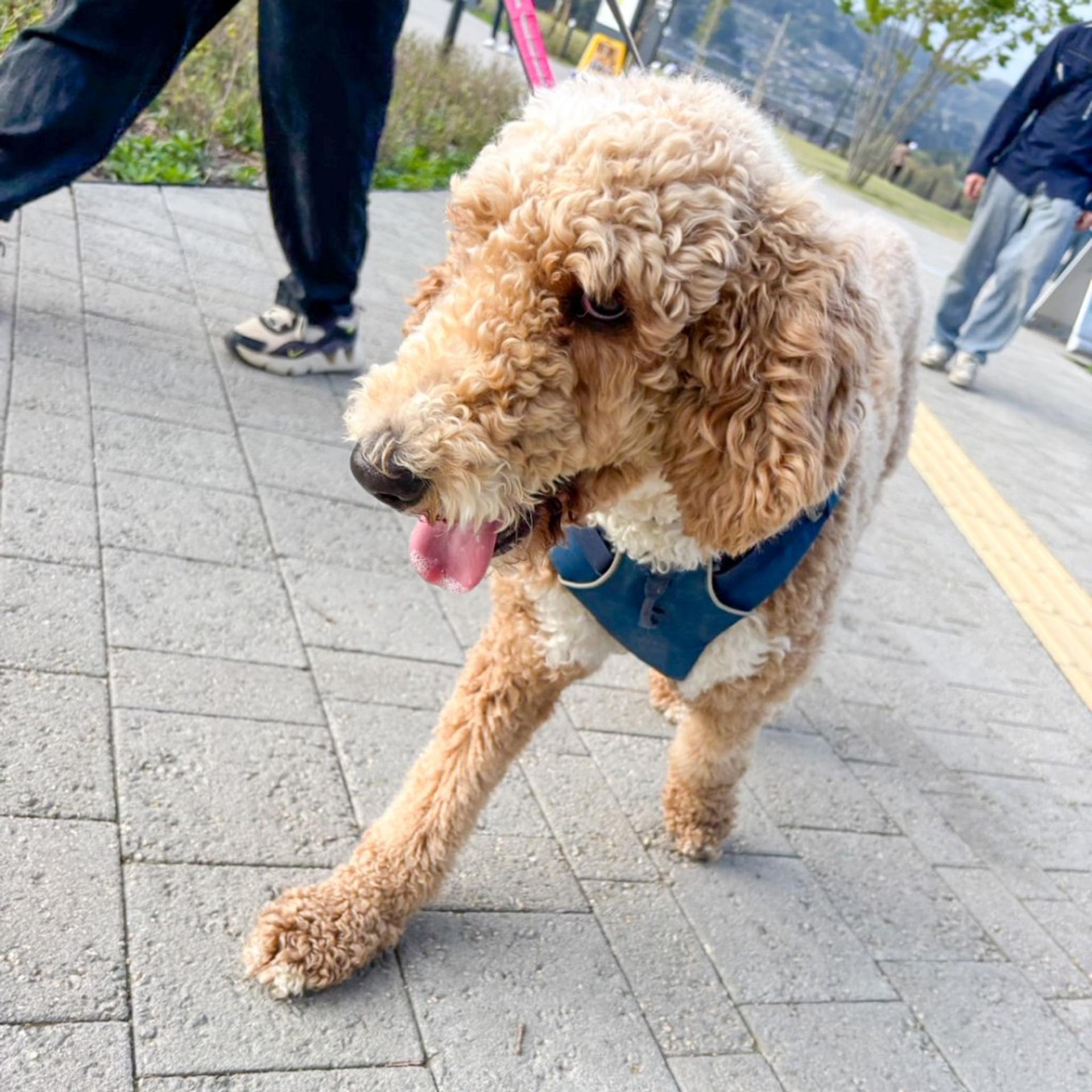 pet-image-6