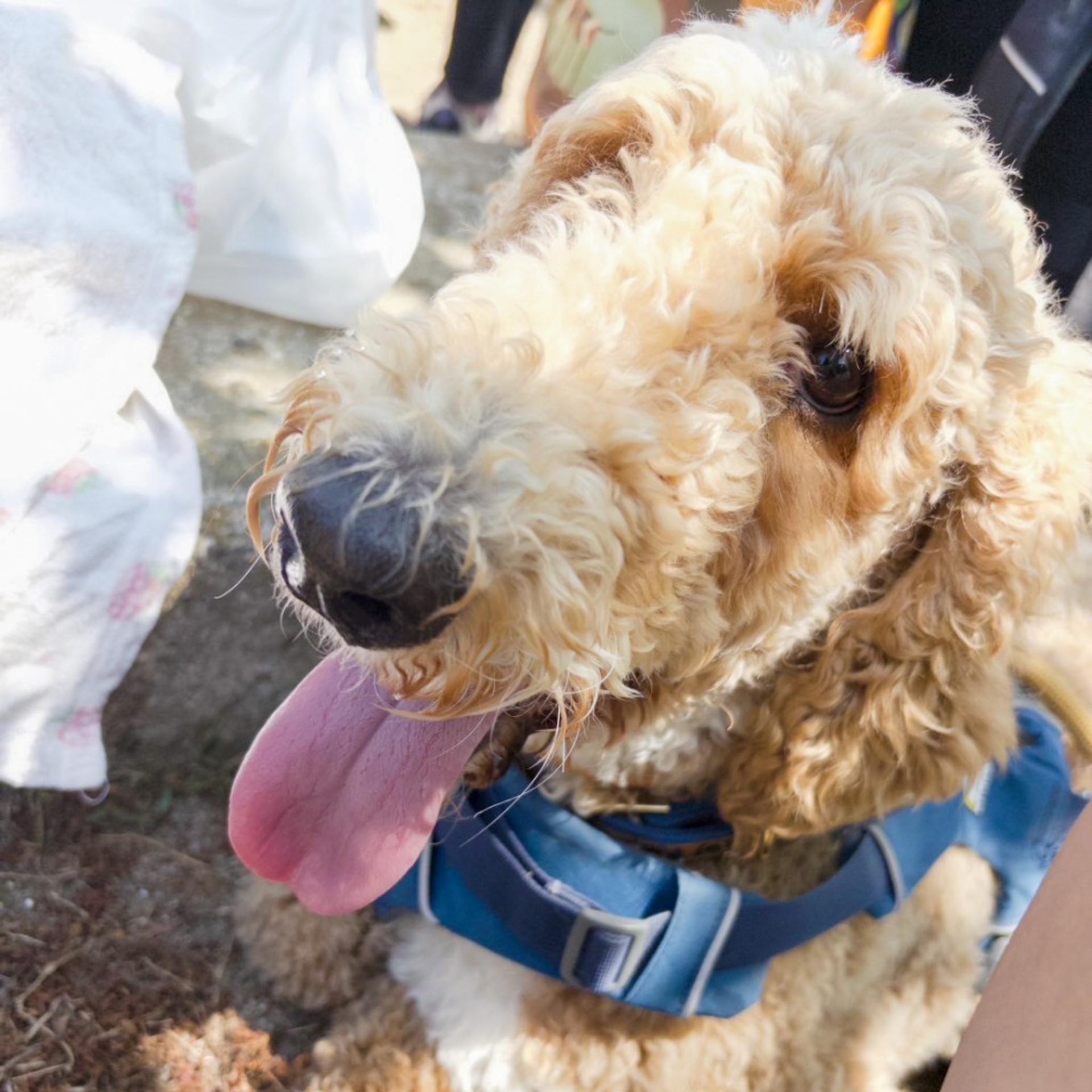 pet-image-3