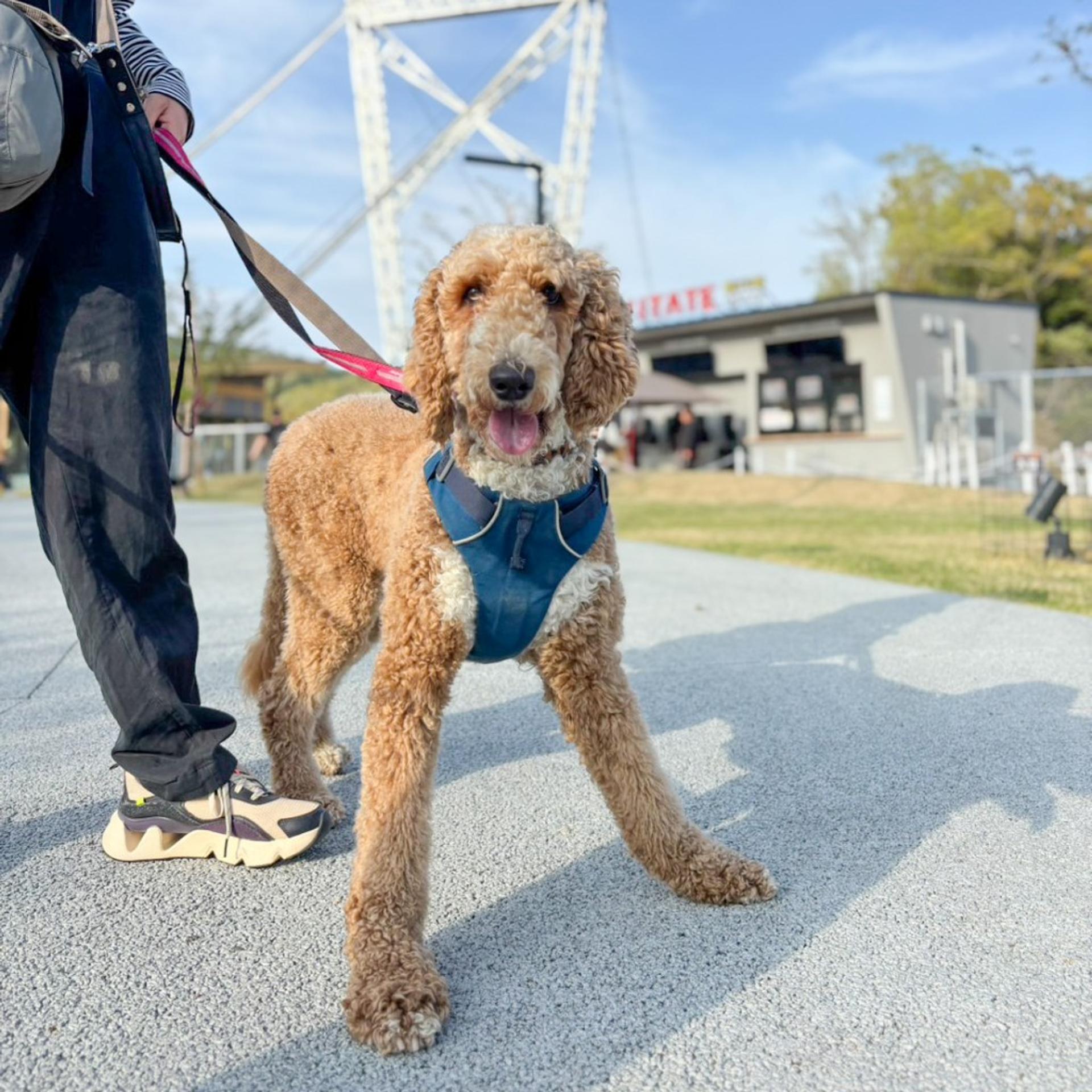 pet-image-7
