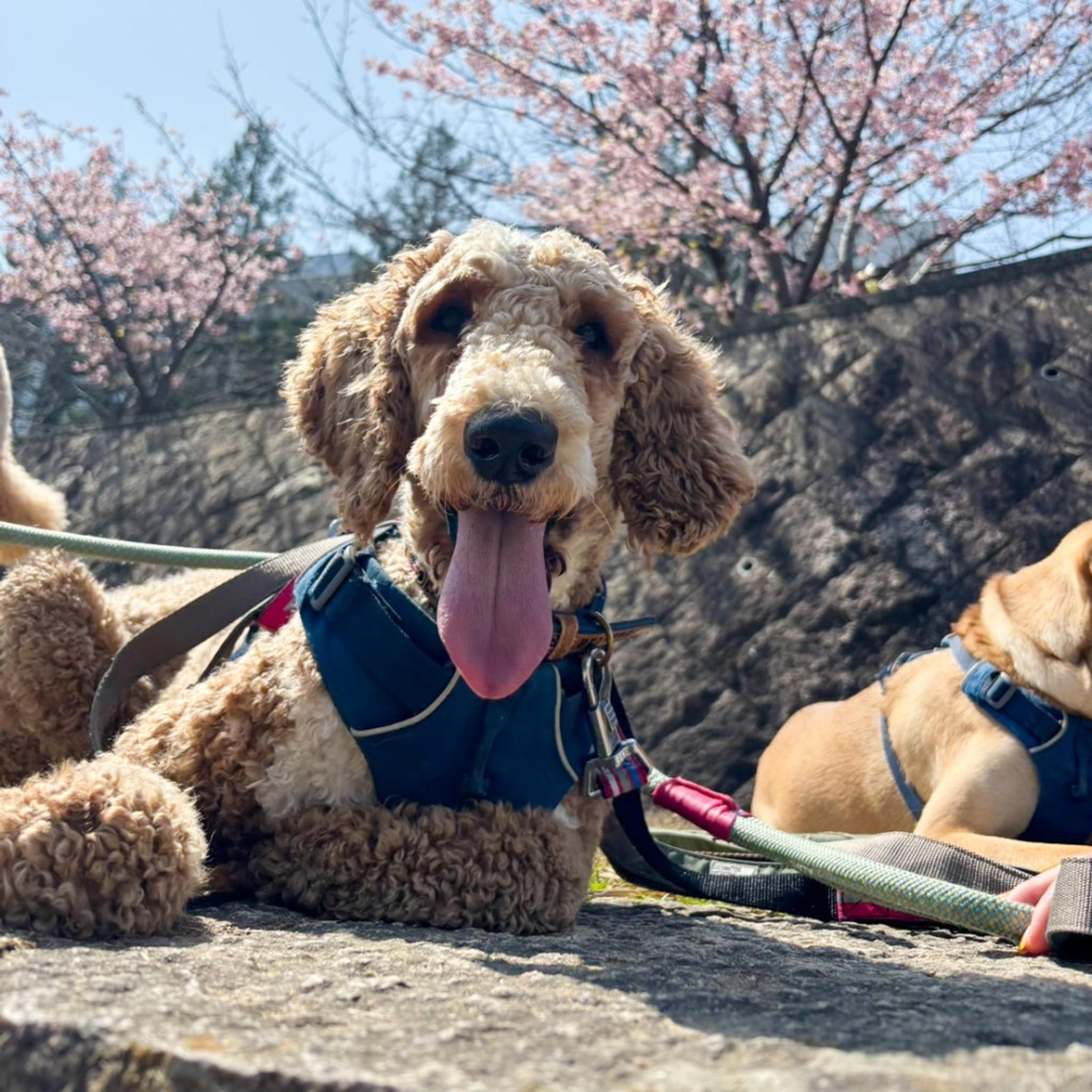 pet-image-8