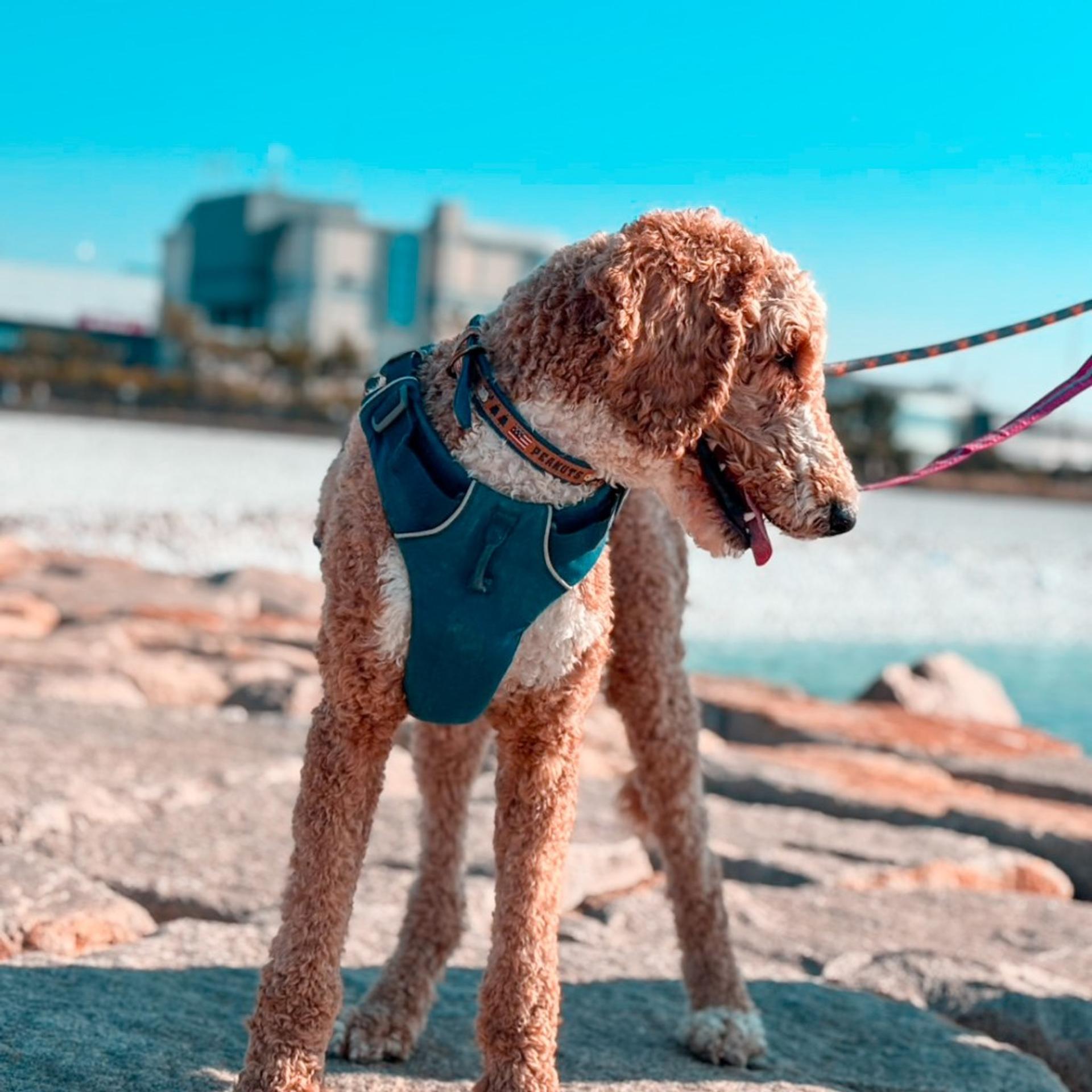 pet-image-9