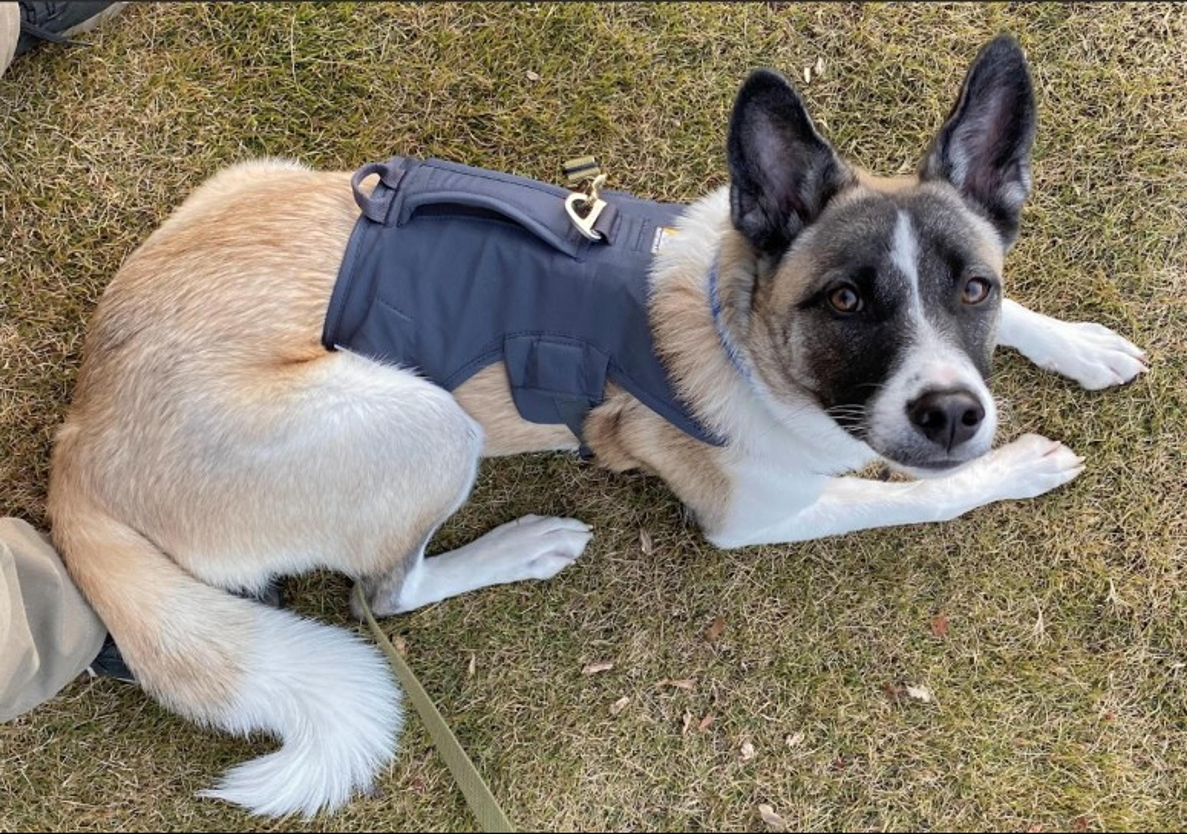 pet-image-4