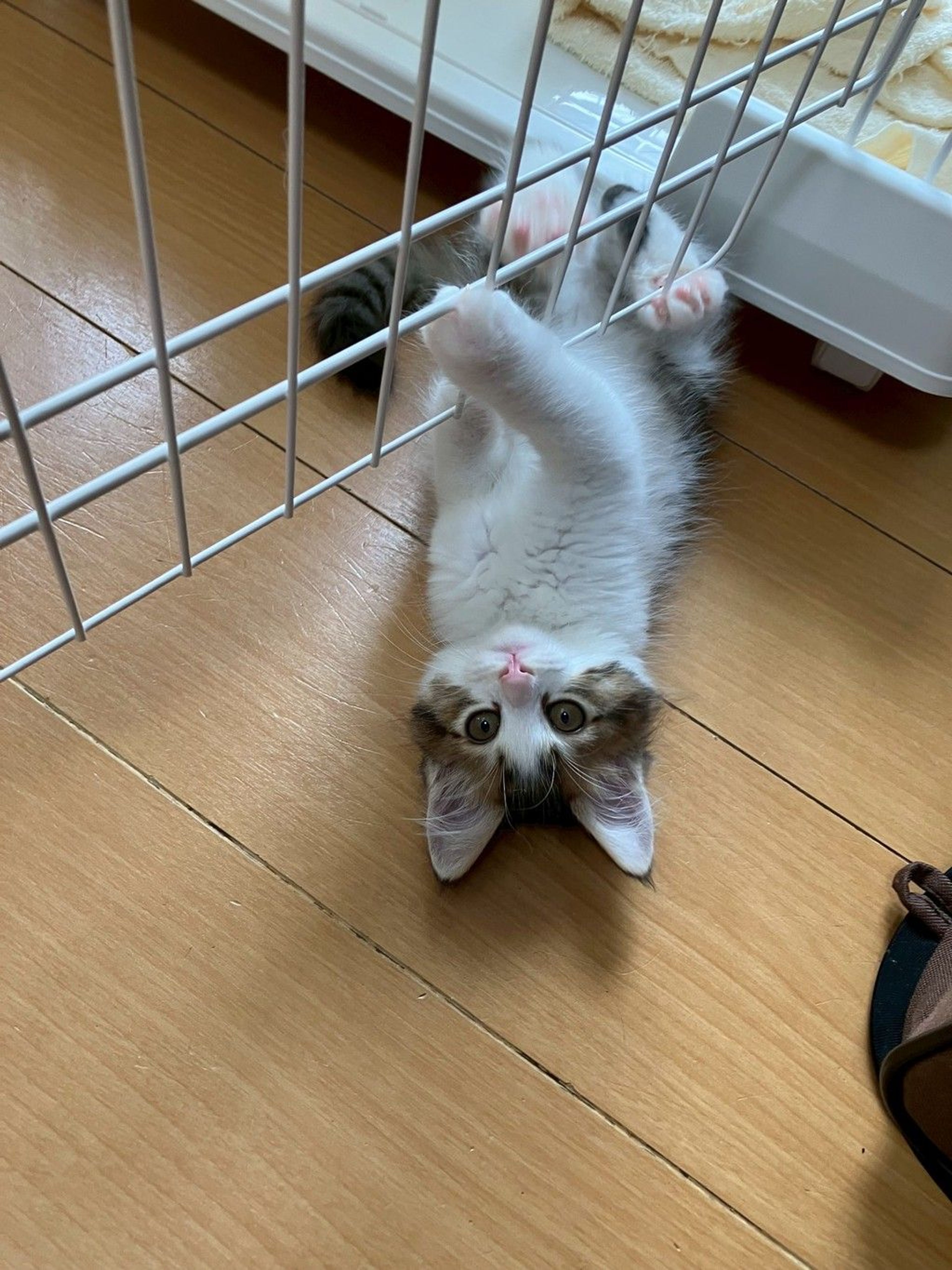 雑種（ミックス猫）・オスの里親募集の写真