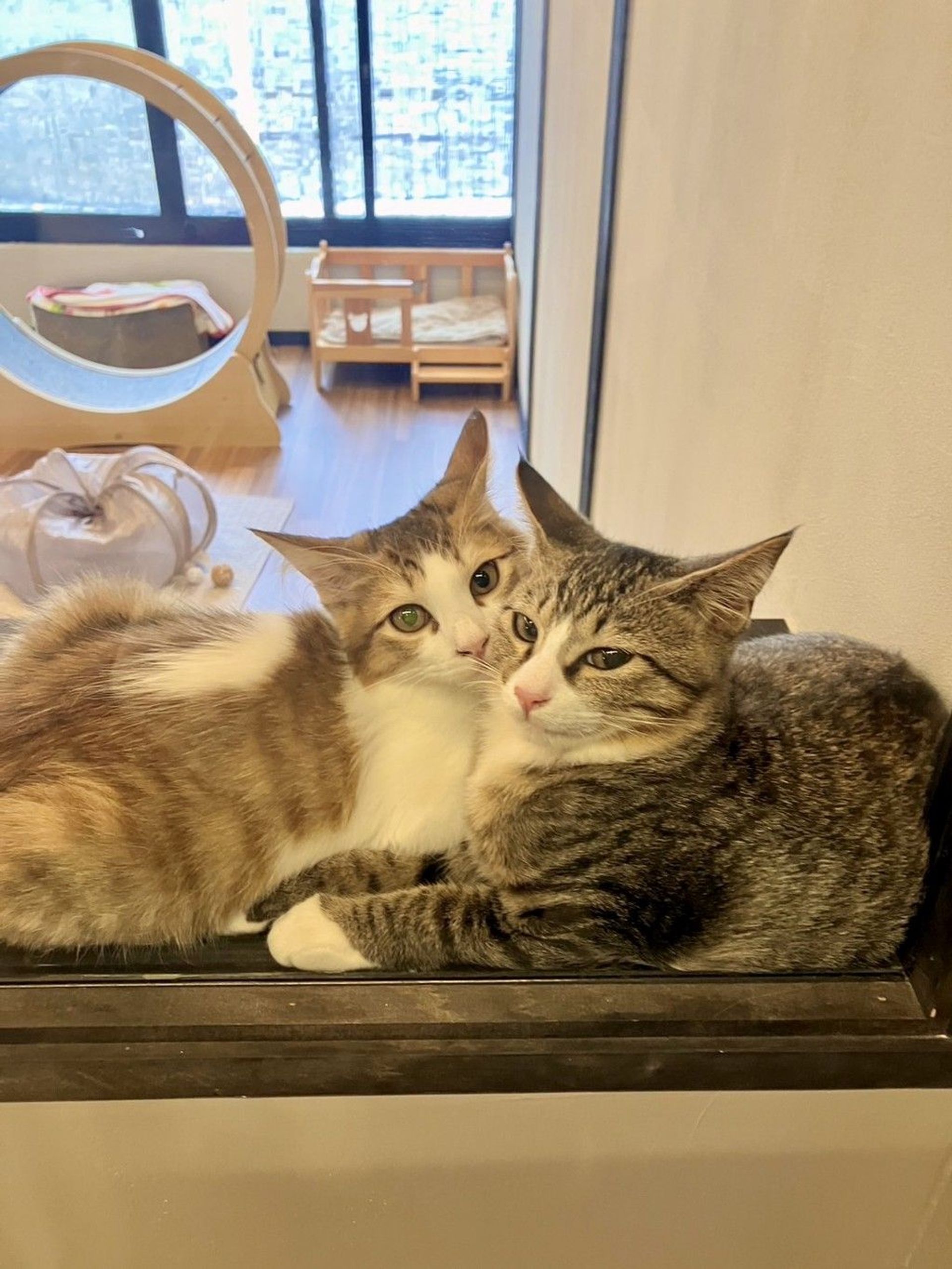 雑種（ミックス猫）・オスの里親募集の写真
