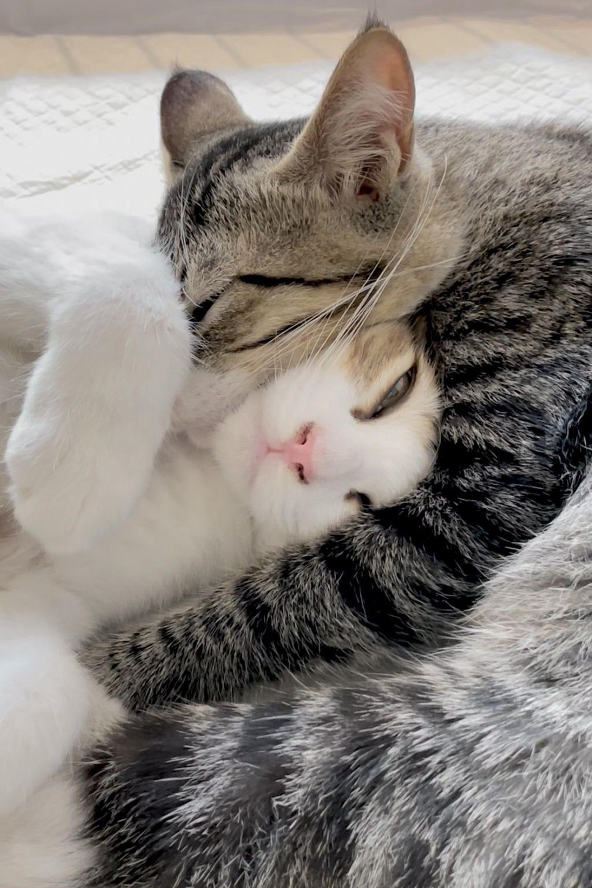 pet-image-6