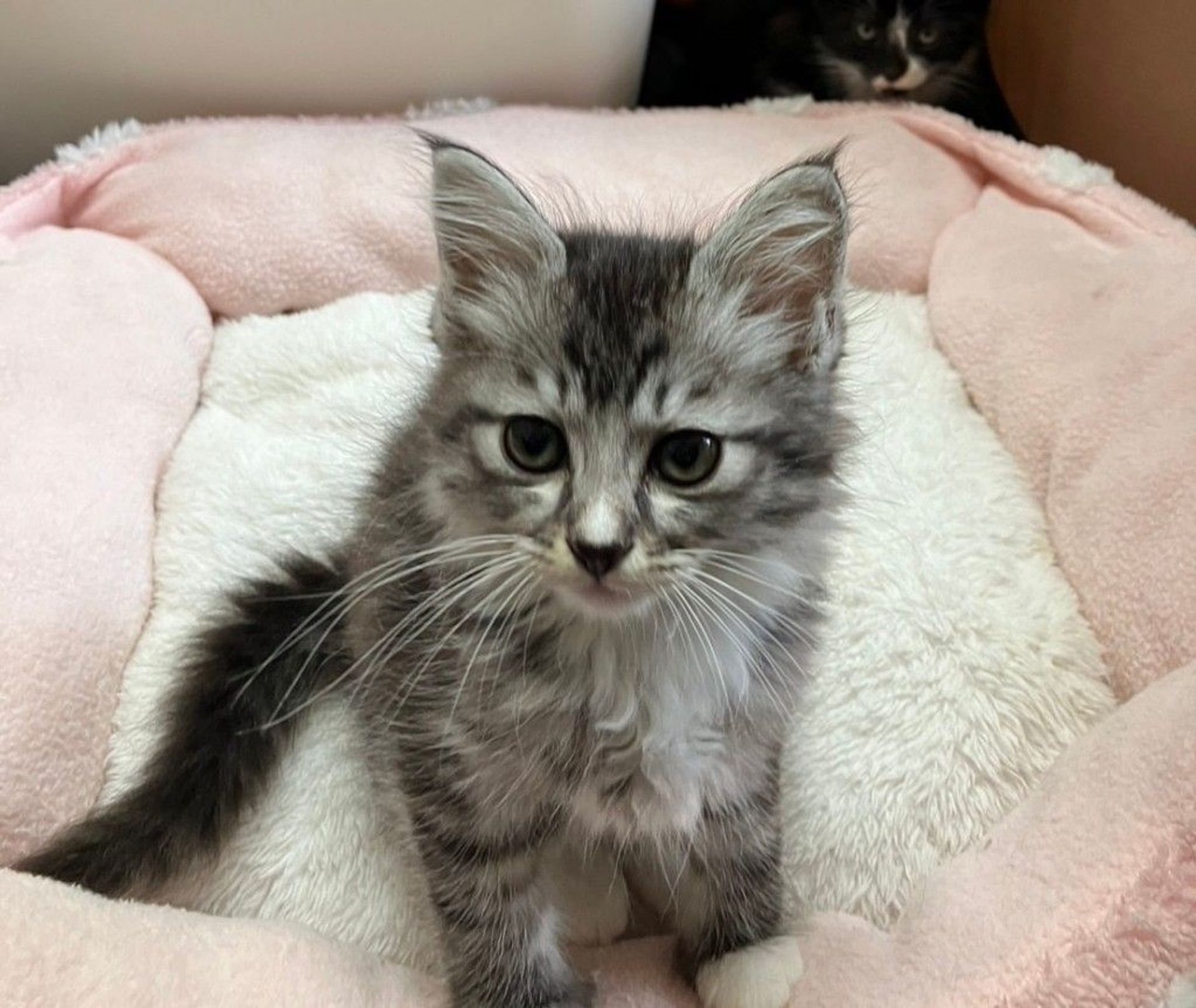 雑種（ミックス猫）・メスの里親募集の写真