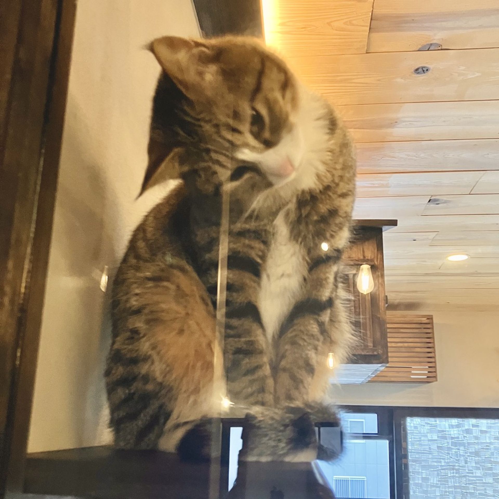 雑種（ミックス猫）・オスの里親募集の写真