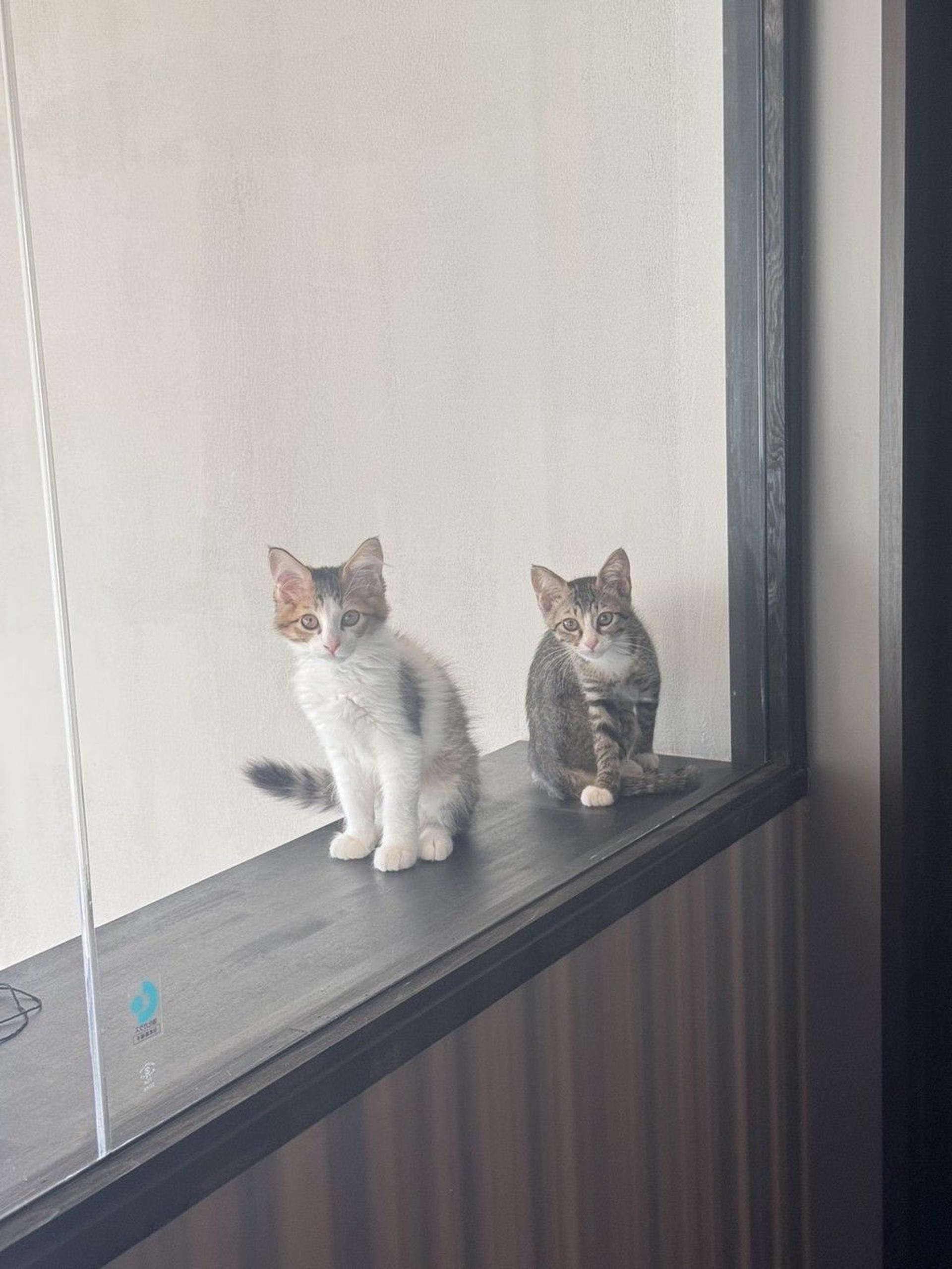 pet-image-10