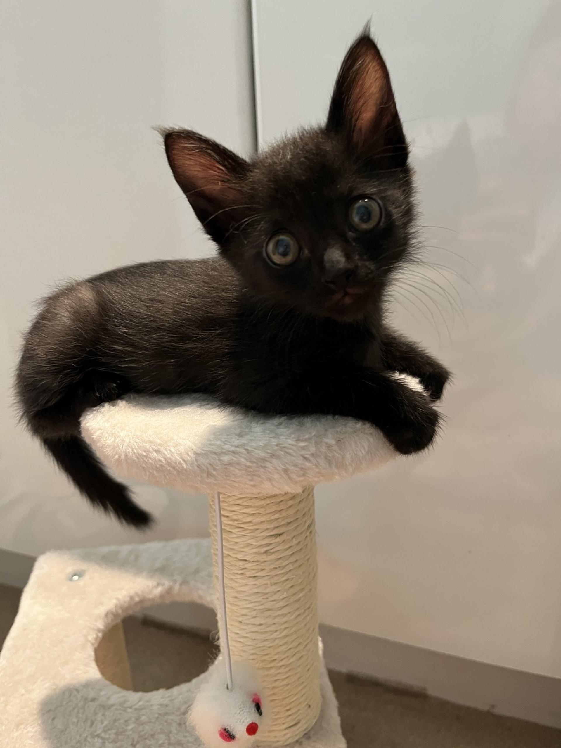 pet-image-10