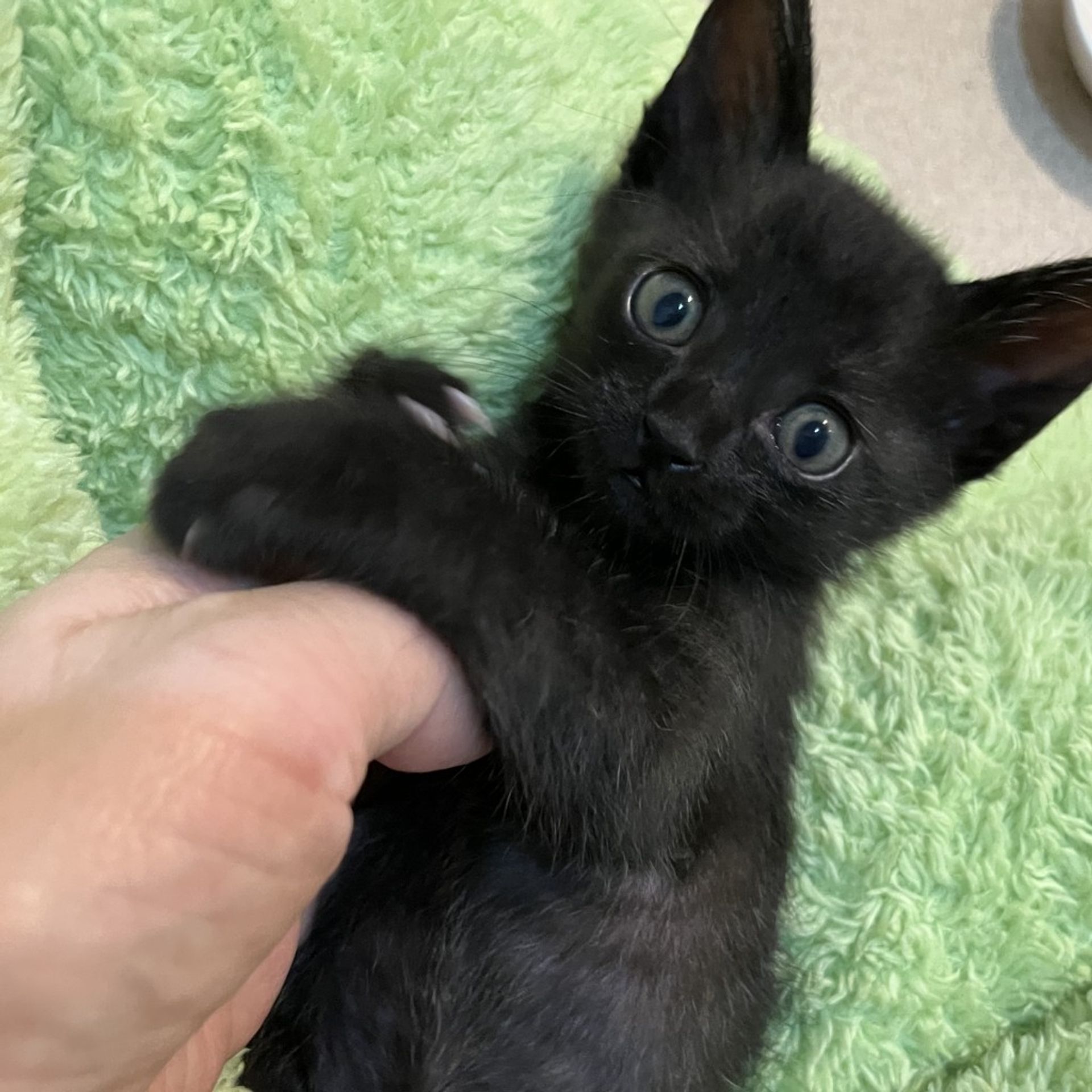 雑種（ミックス猫）・メスの里親募集の写真