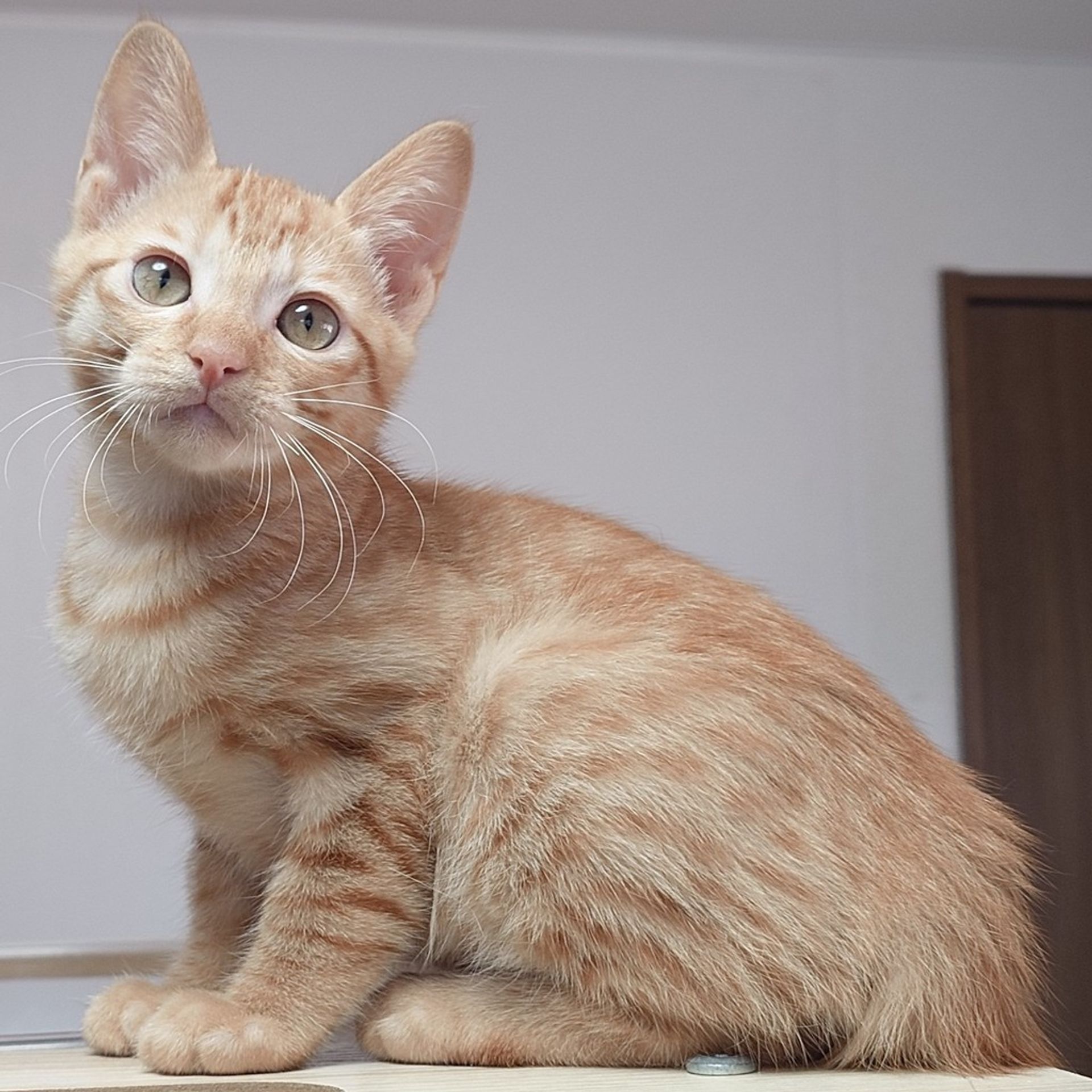 雑種（ミックス猫）・オスの里親募集の写真