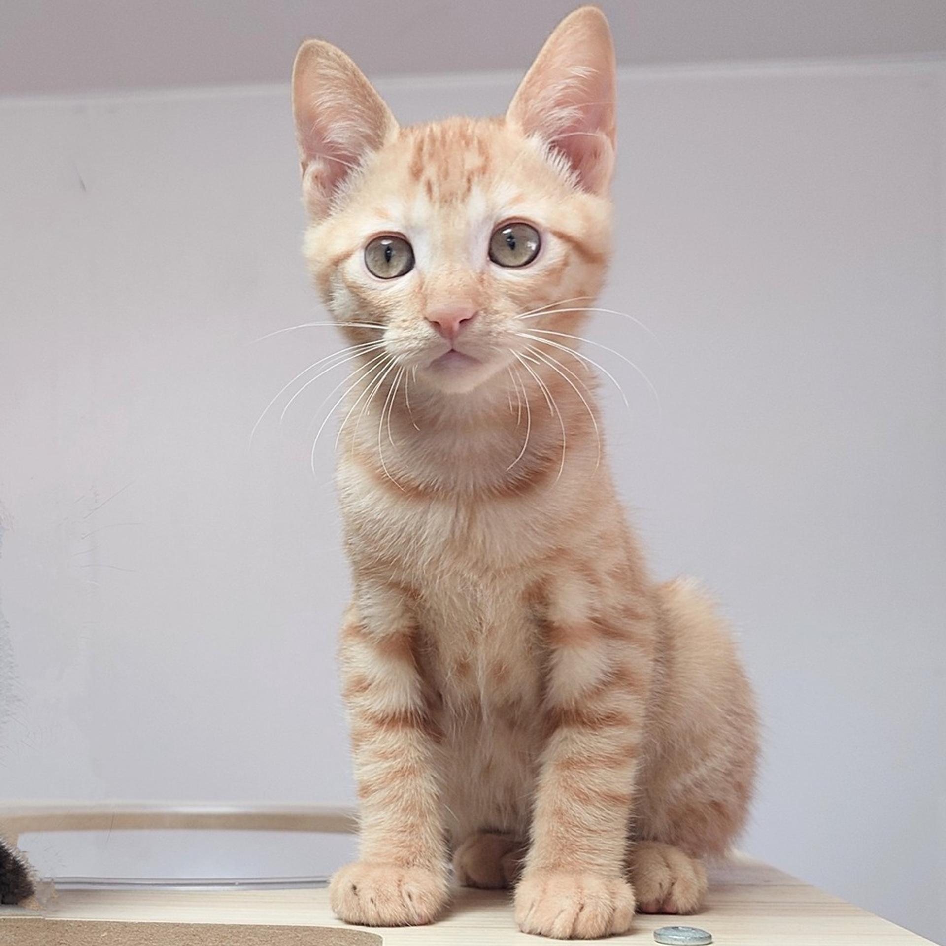 pet-image-5