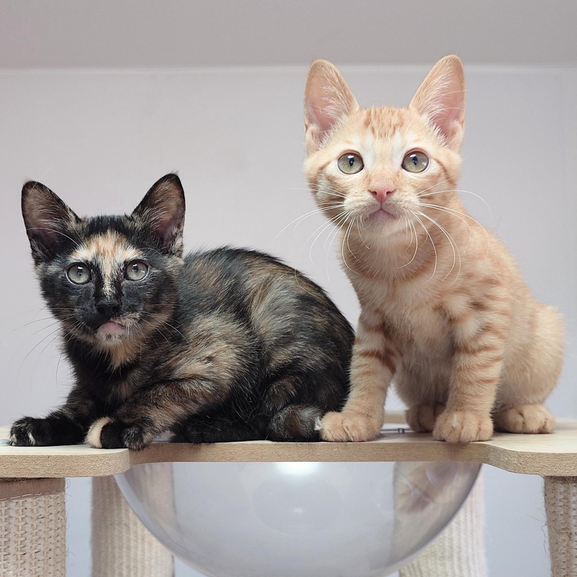 pet-image-6