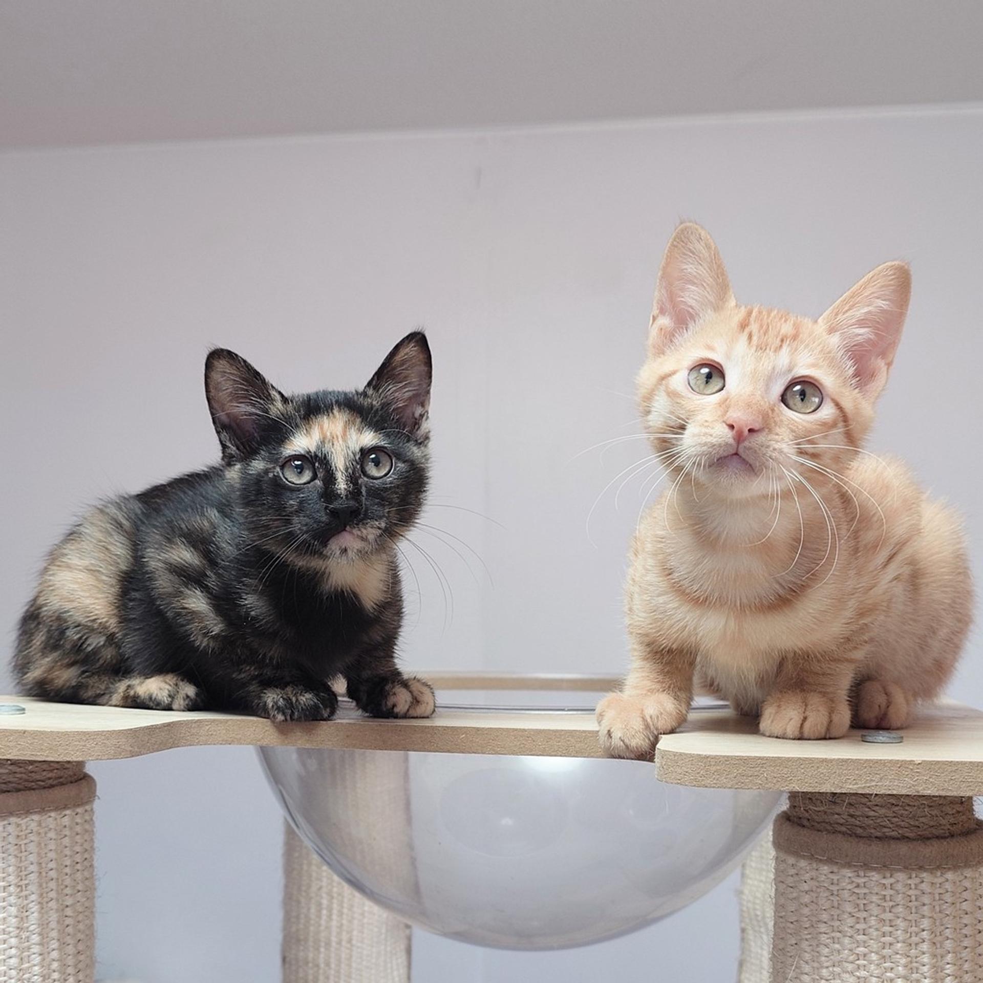 pet-image-7