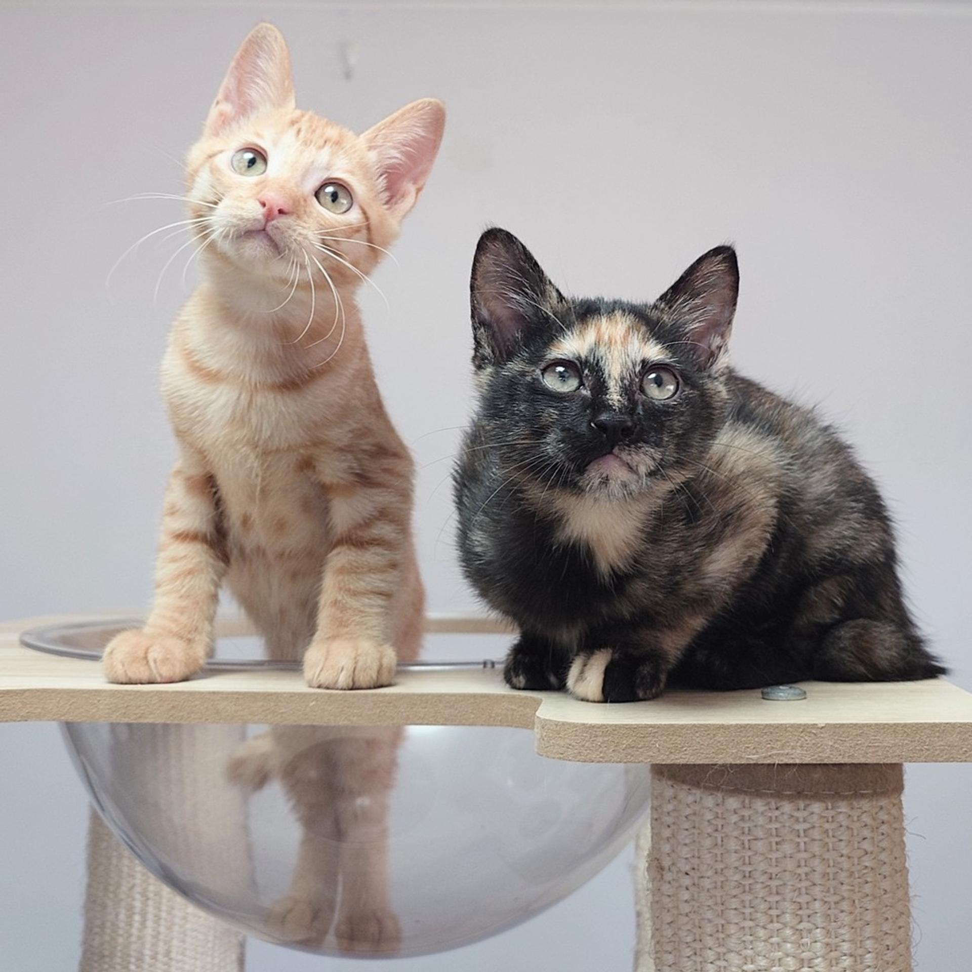 pet-image-7