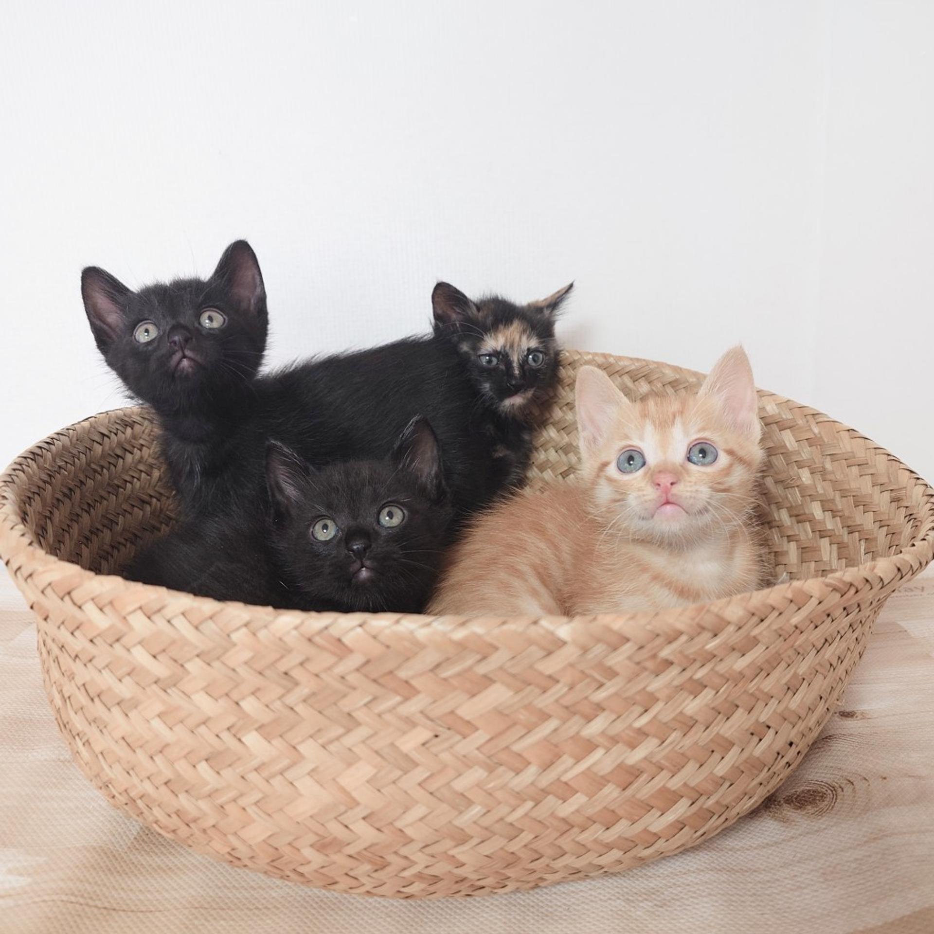 pet-image-7