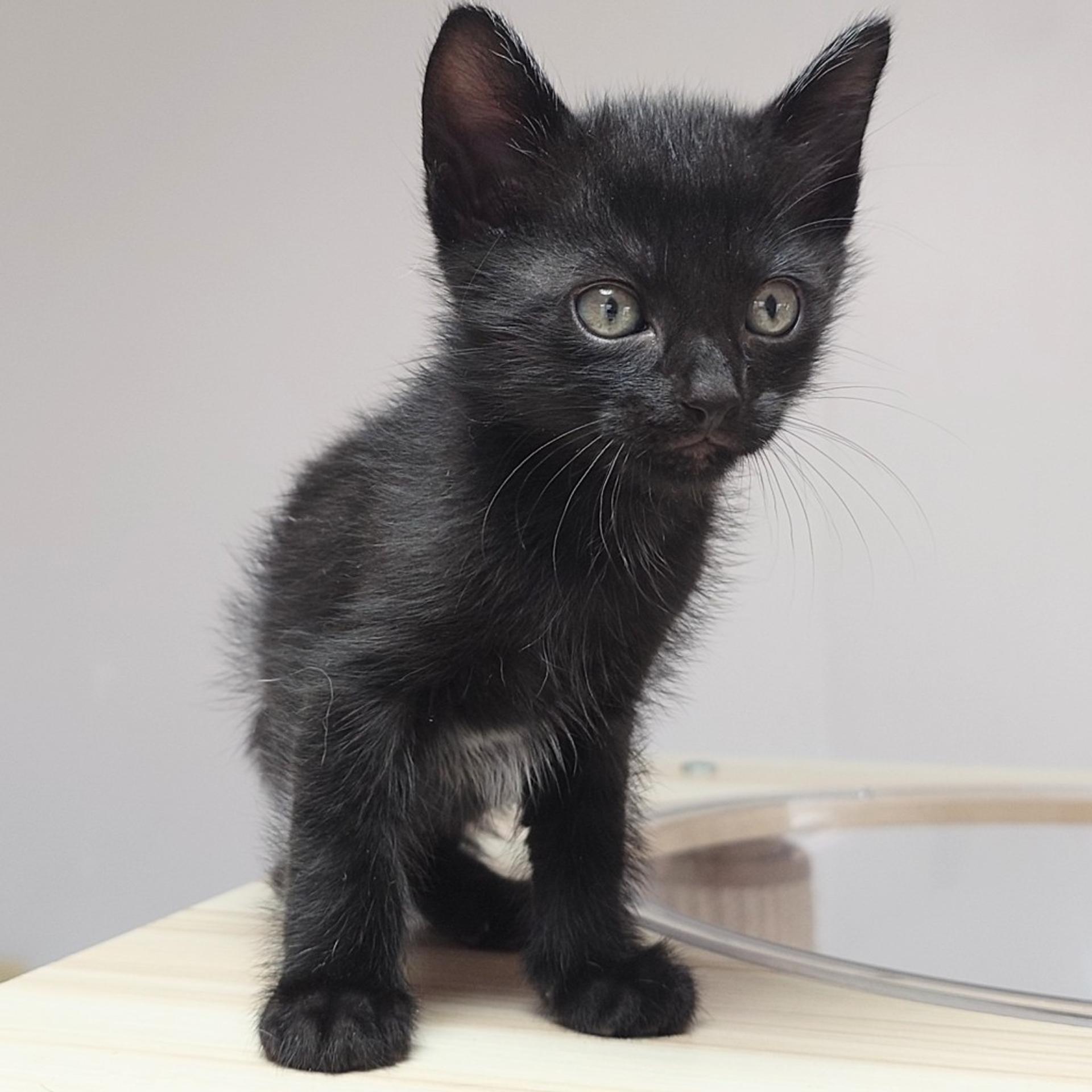 pet-image-4