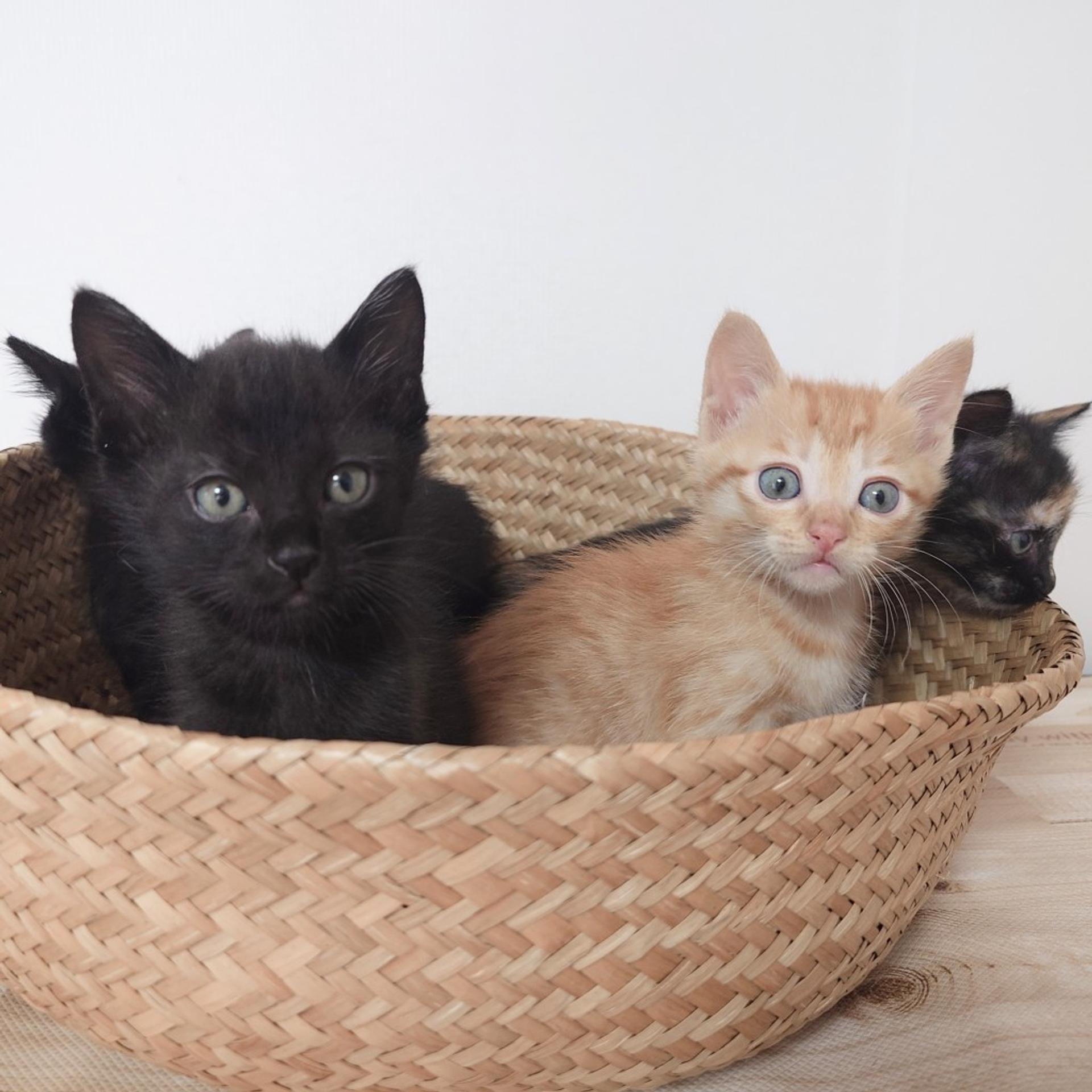 pet-image-6