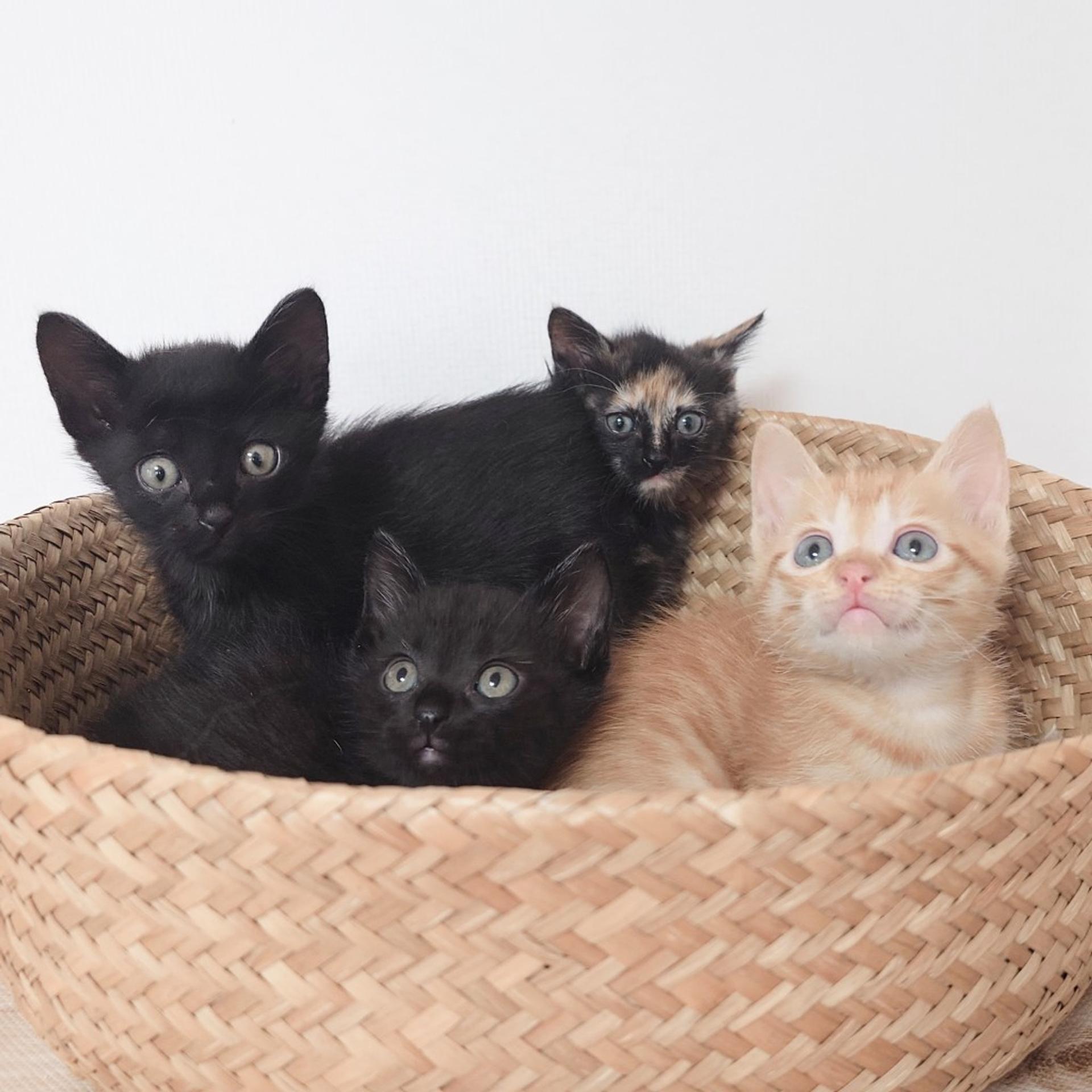 pet-image-7
