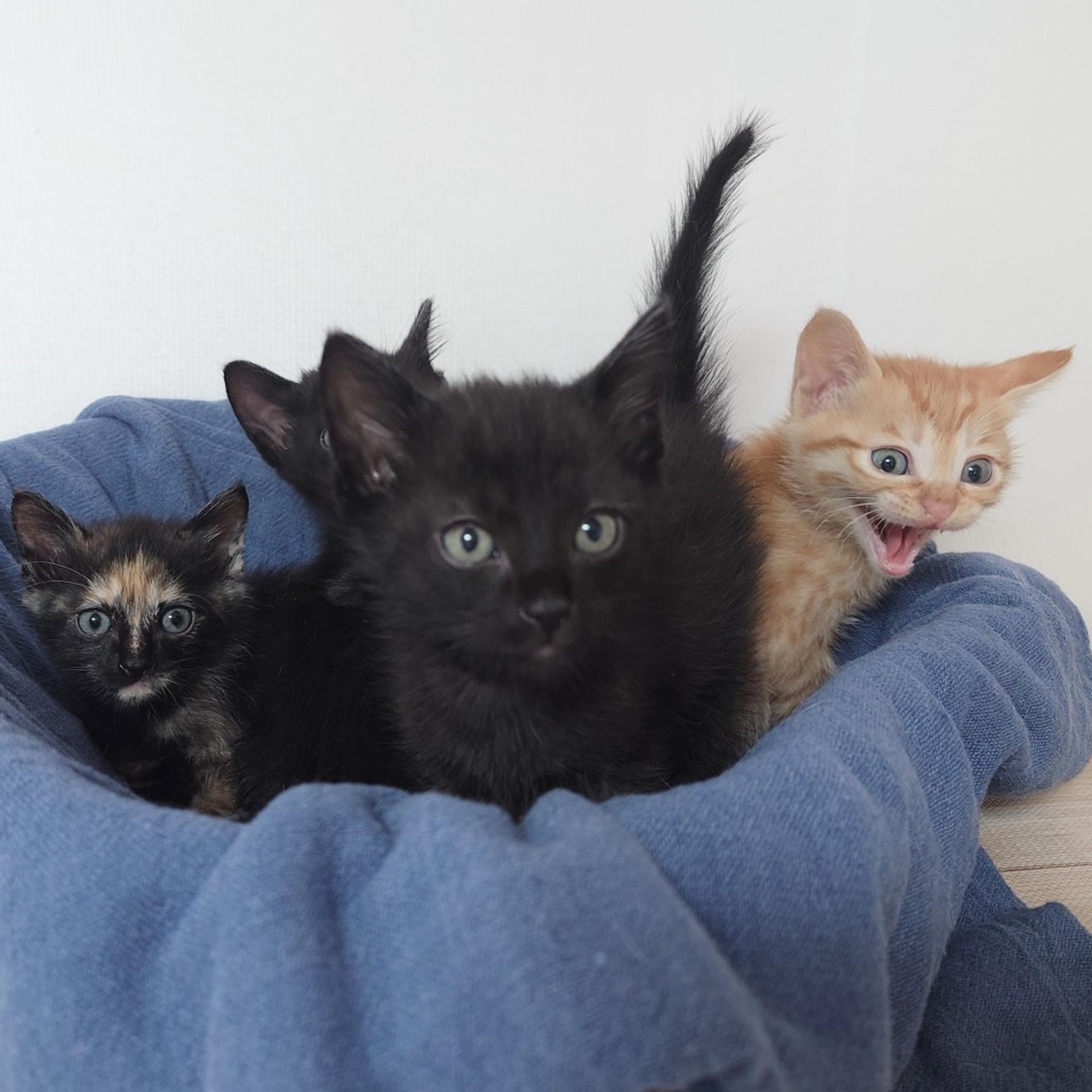 pet-image-5