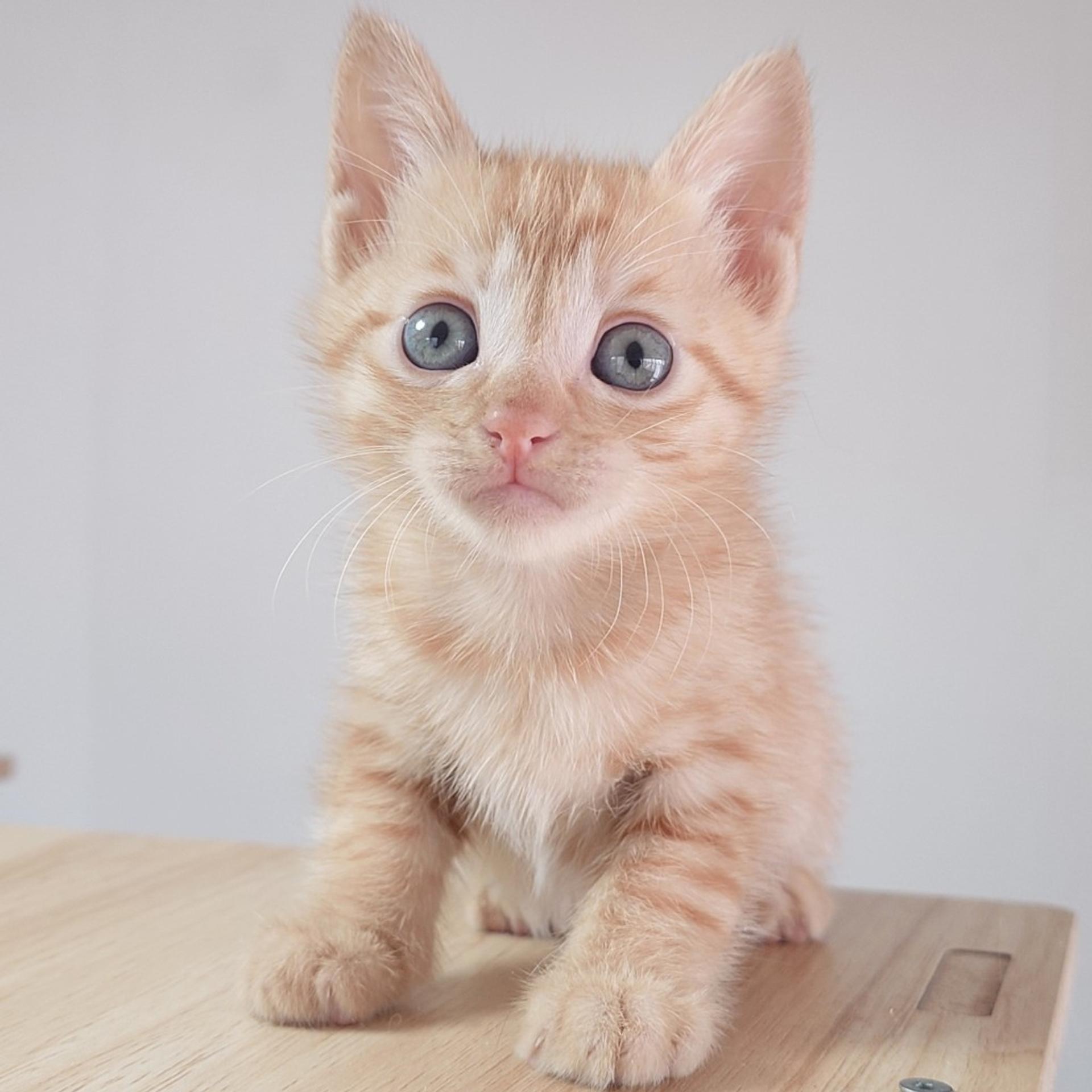 pet-image-5