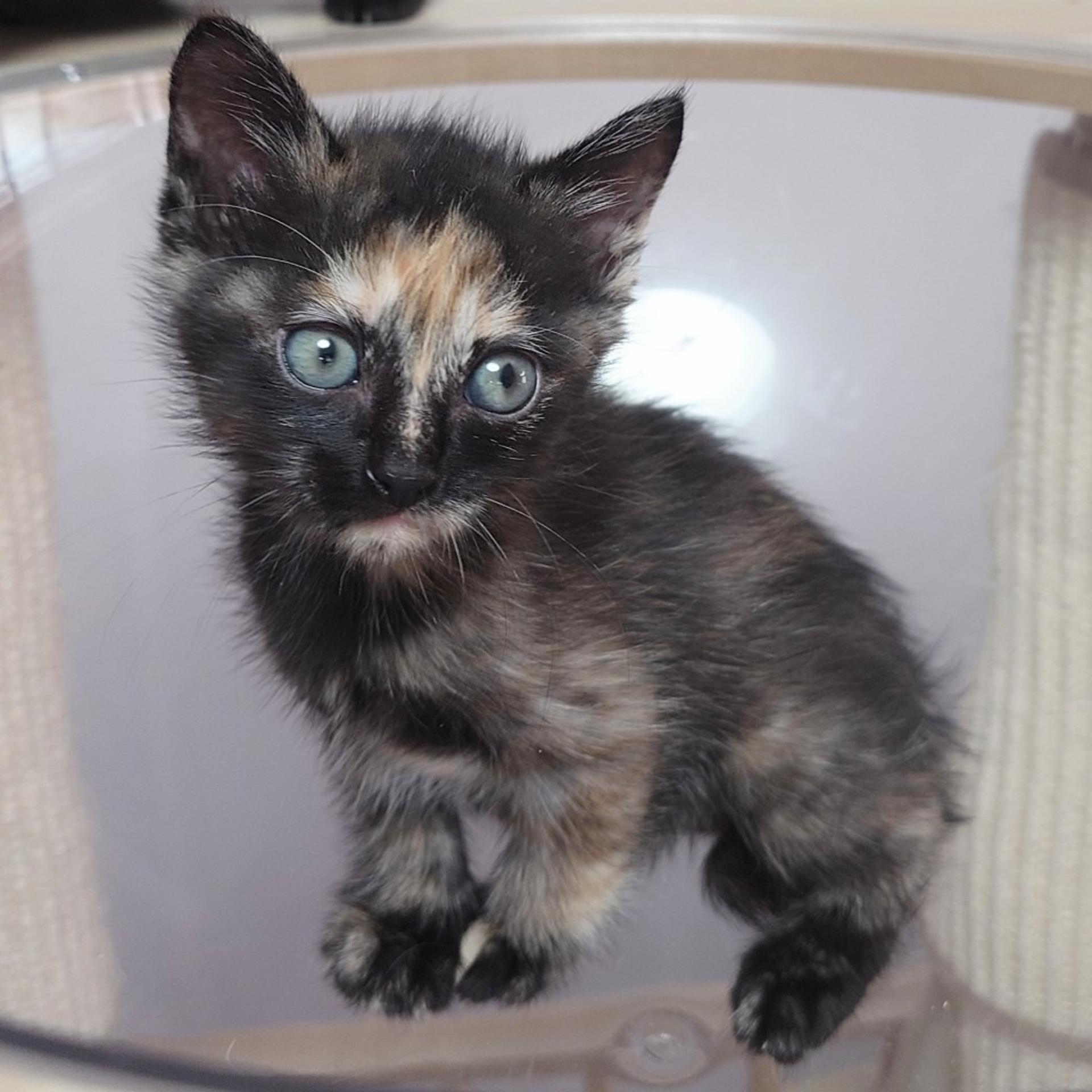 pet-image-8
