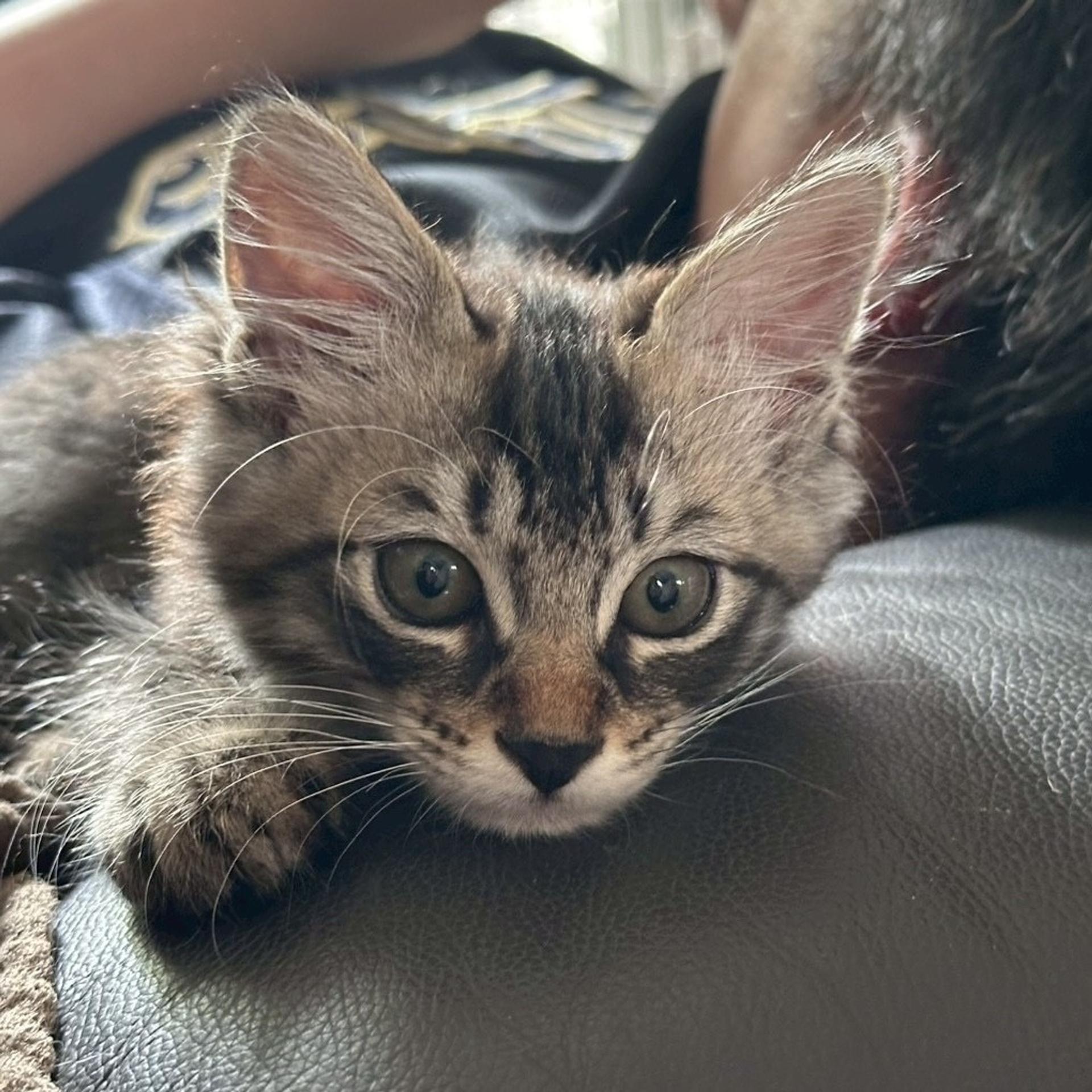 pet-image-9