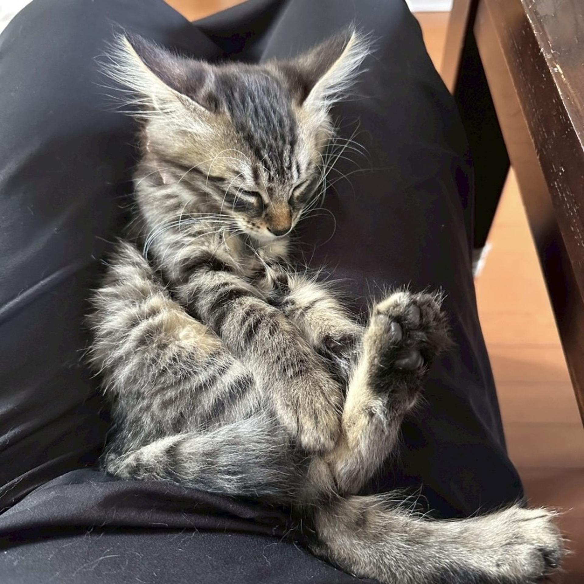 pet-image-4