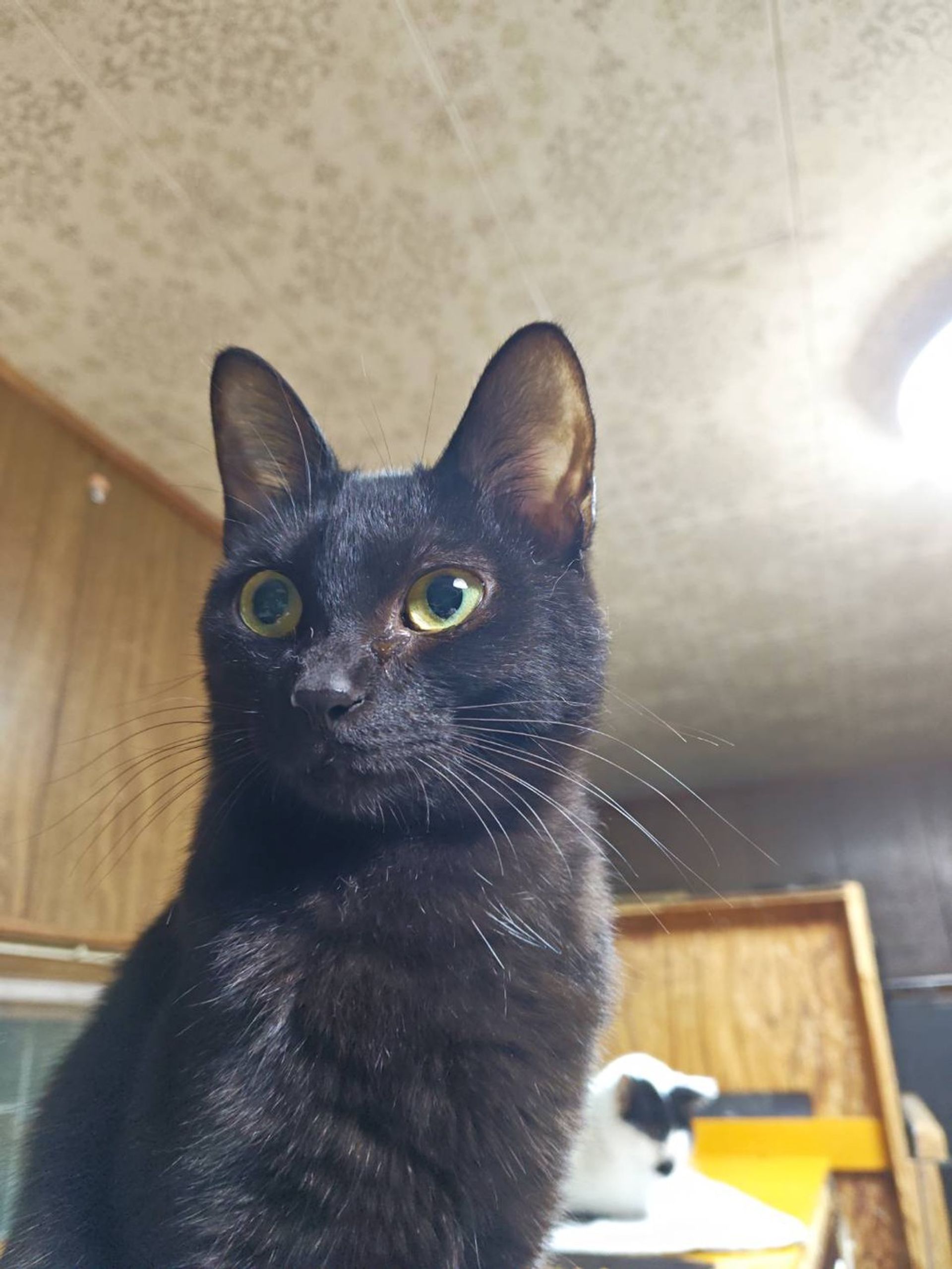 雑種（ミックス猫）・メスの里親募集の写真