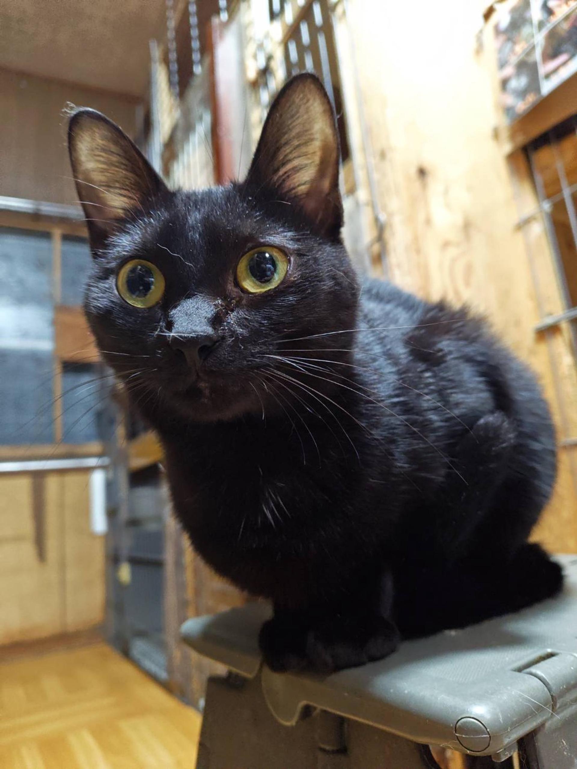 pet-image-3