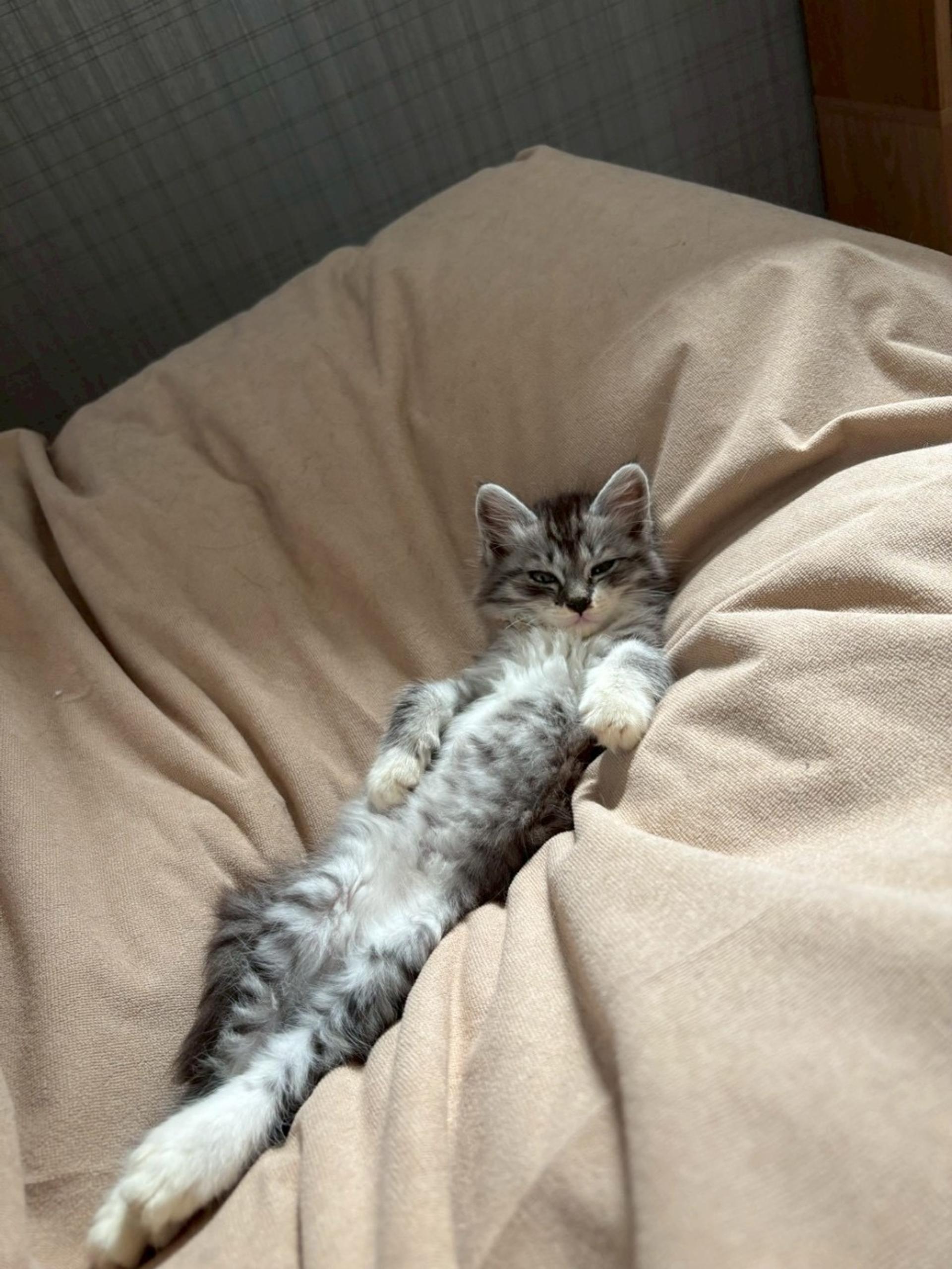 pet-image-7