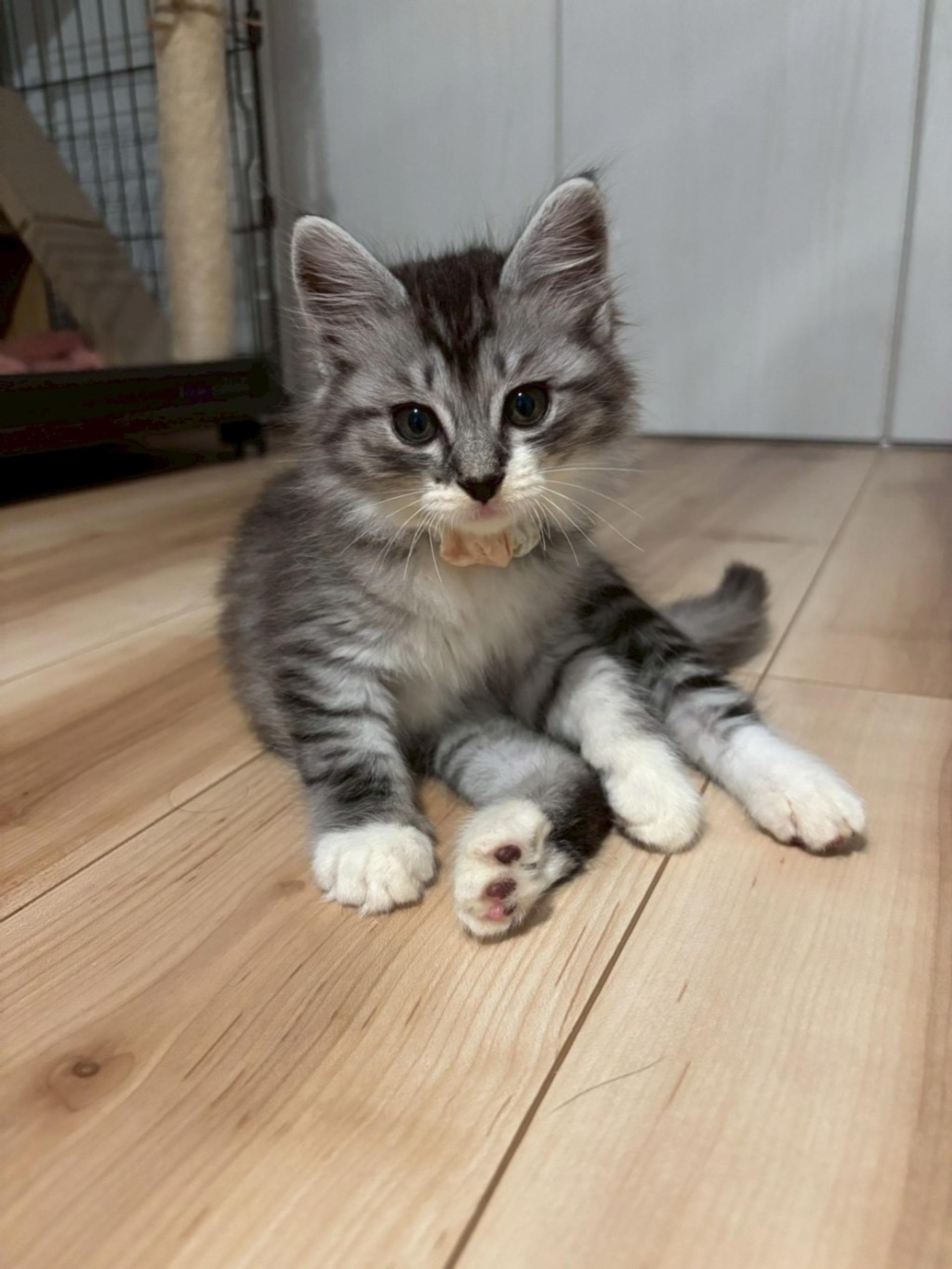 pet-image-4