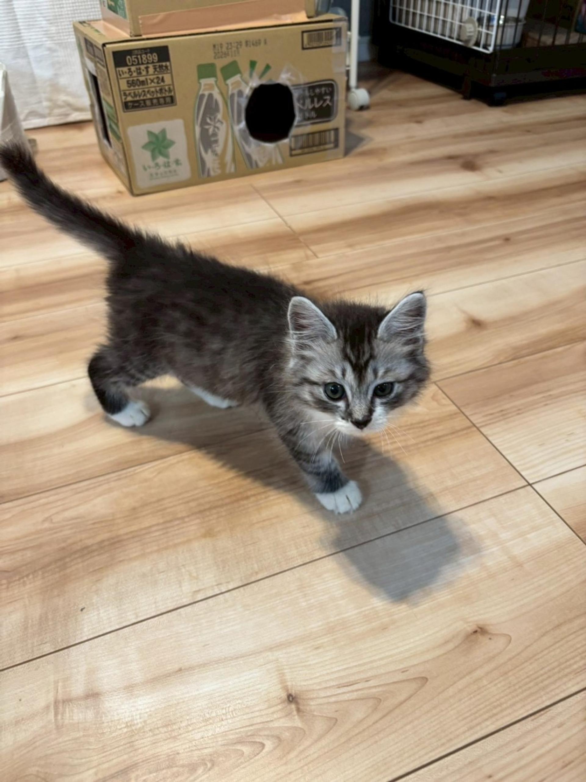 pet-image-5
