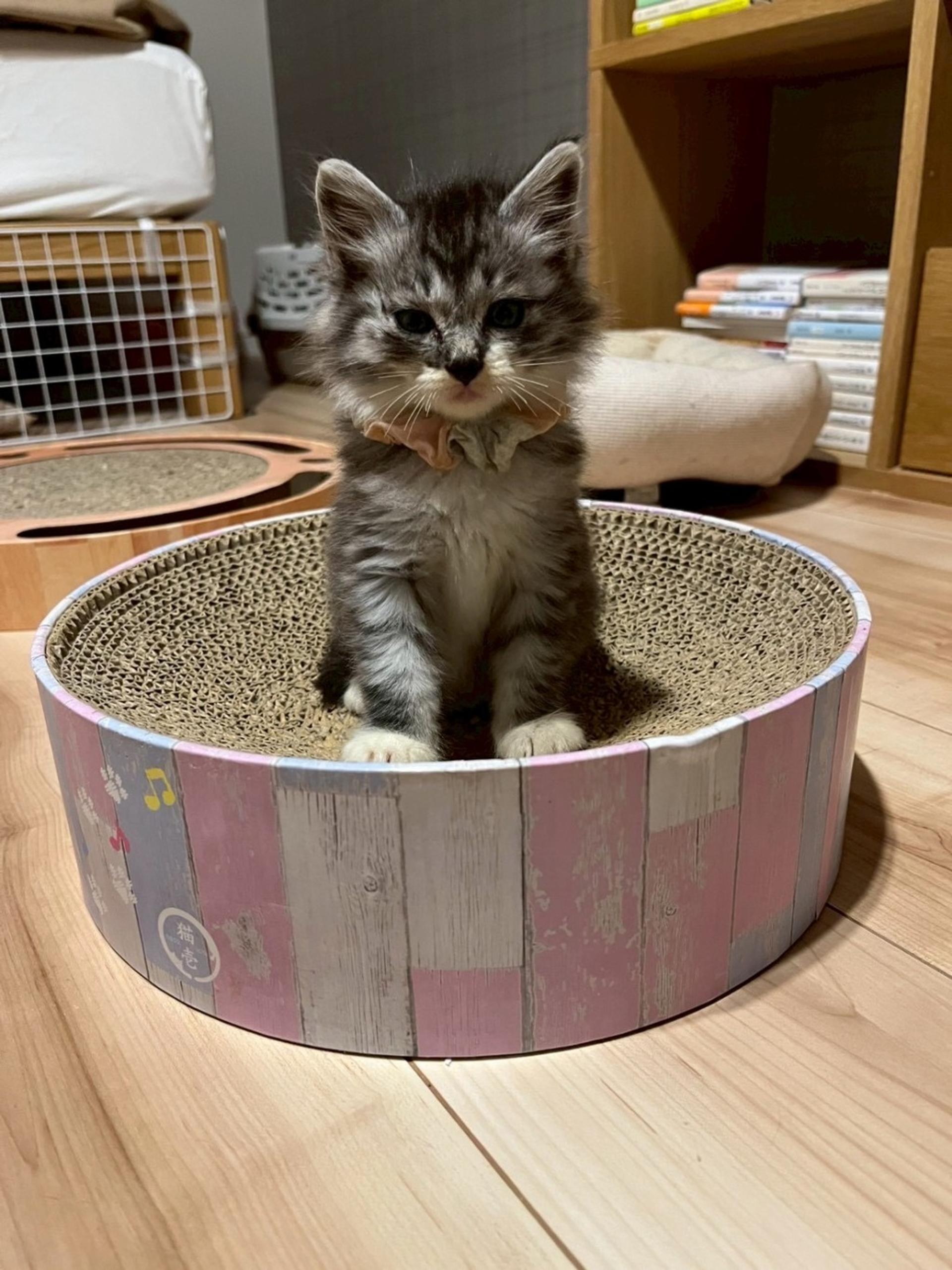 pet-image-6